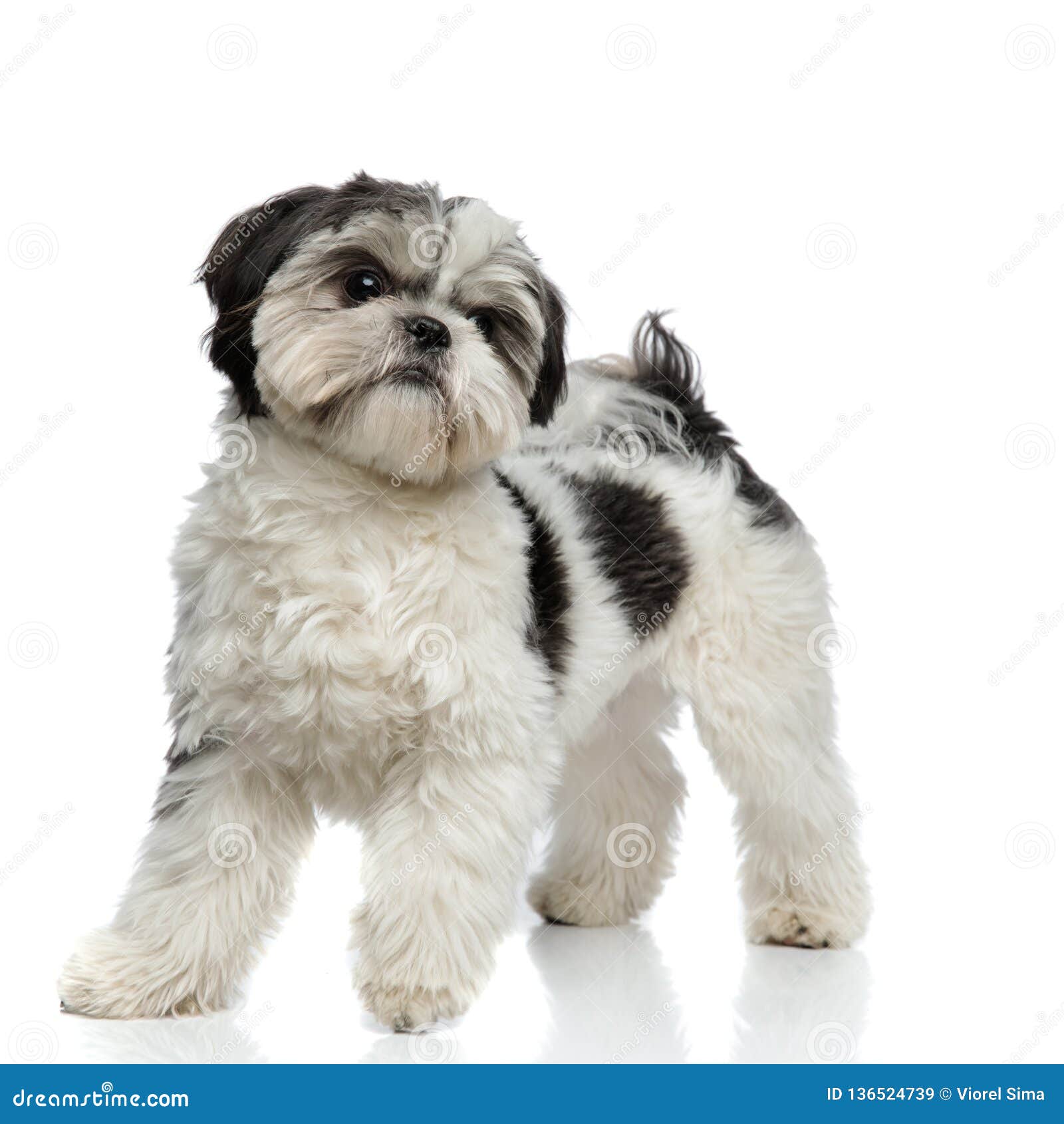 small shih tzu