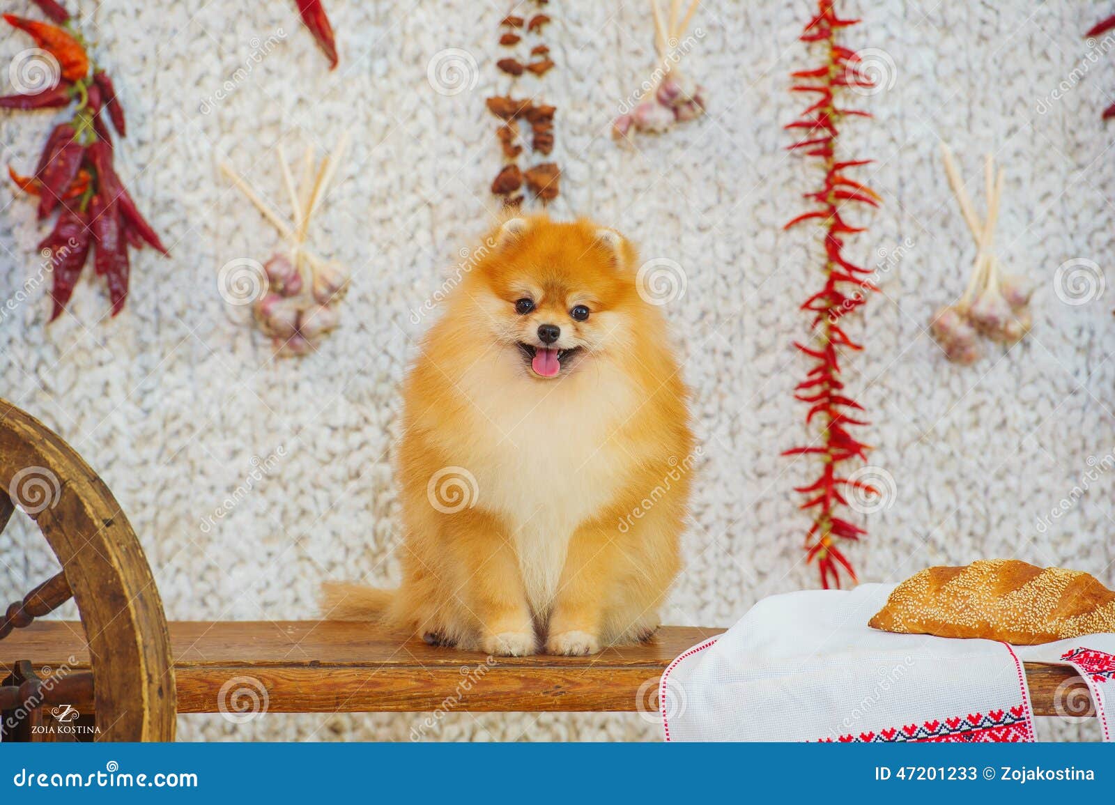 Fluffy Spitz Dog and Red Peppers Stock Image Image of bright