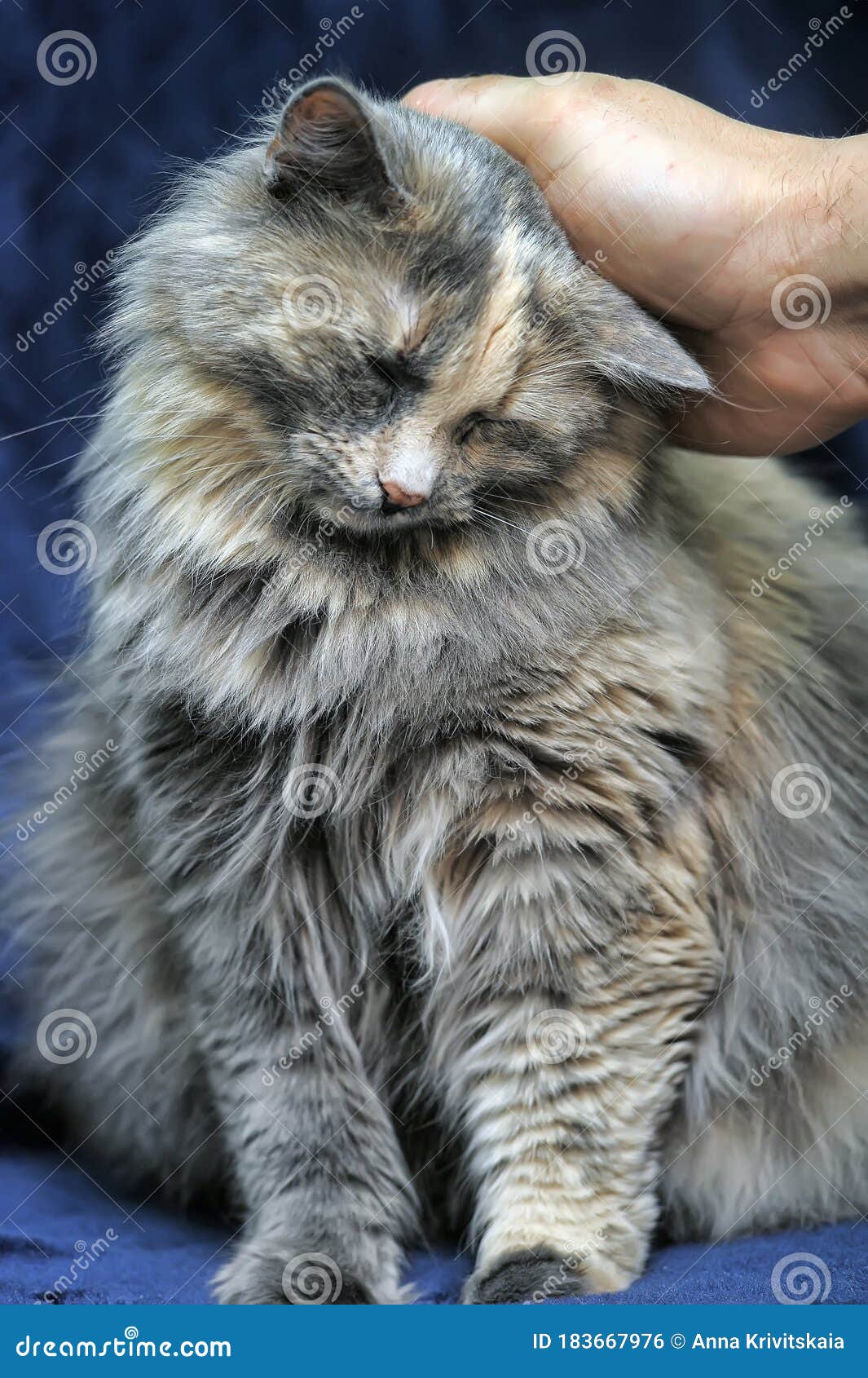 Fluffy Sweet Gray with Red Cat Affectionate Stock Photo Image of kitten, mammal 183667976