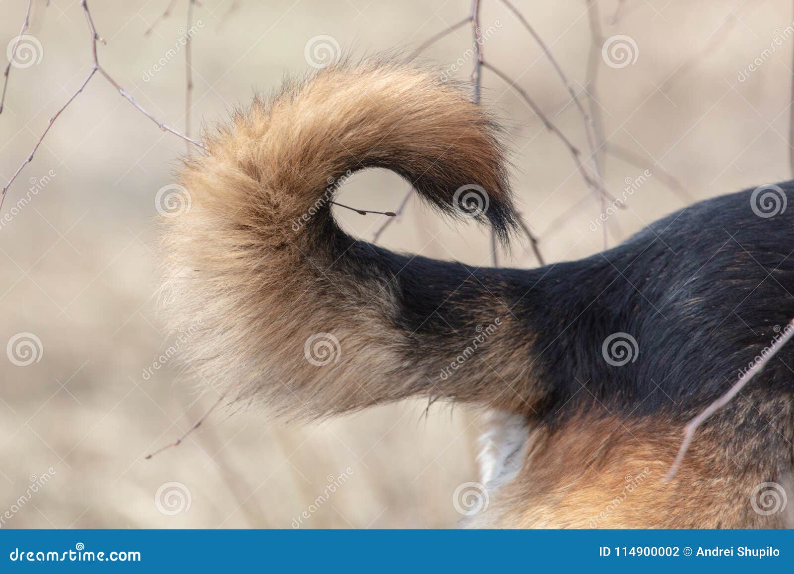 What Dogs Have Fluffy Tails