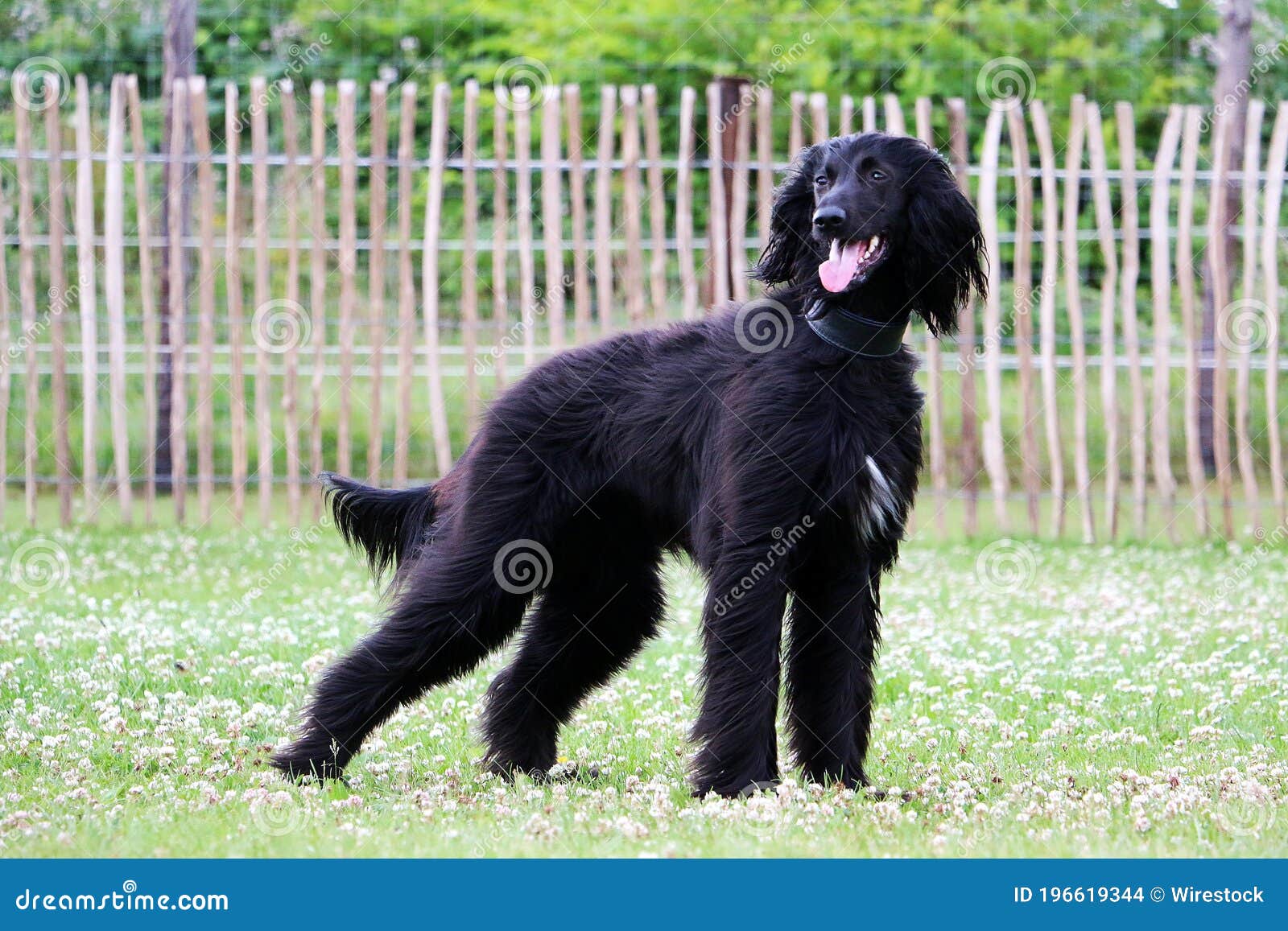 Fluffy Tall Black Dog Standing in a Park Stock Photo Image of large