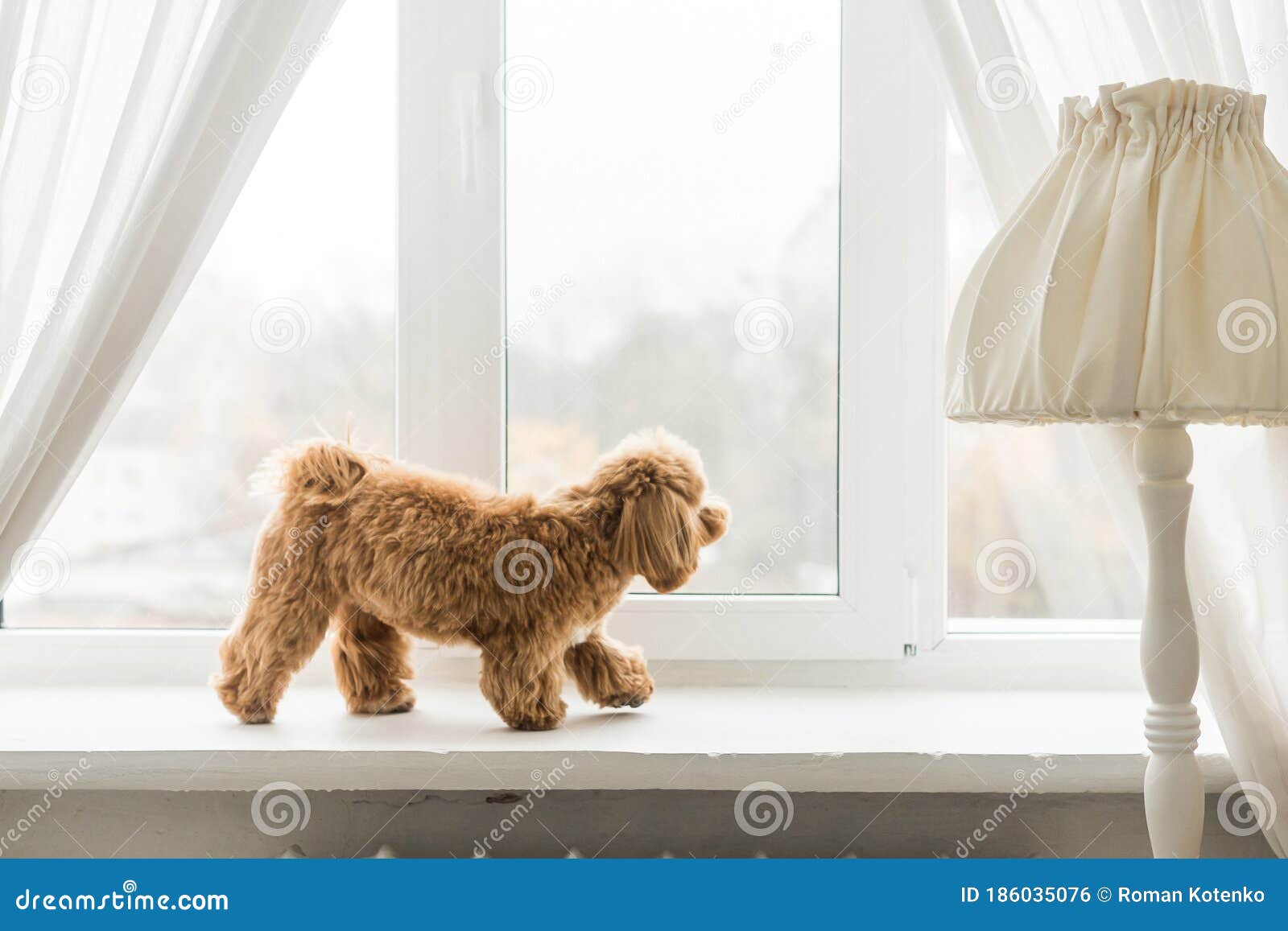 toy poodle fluffy