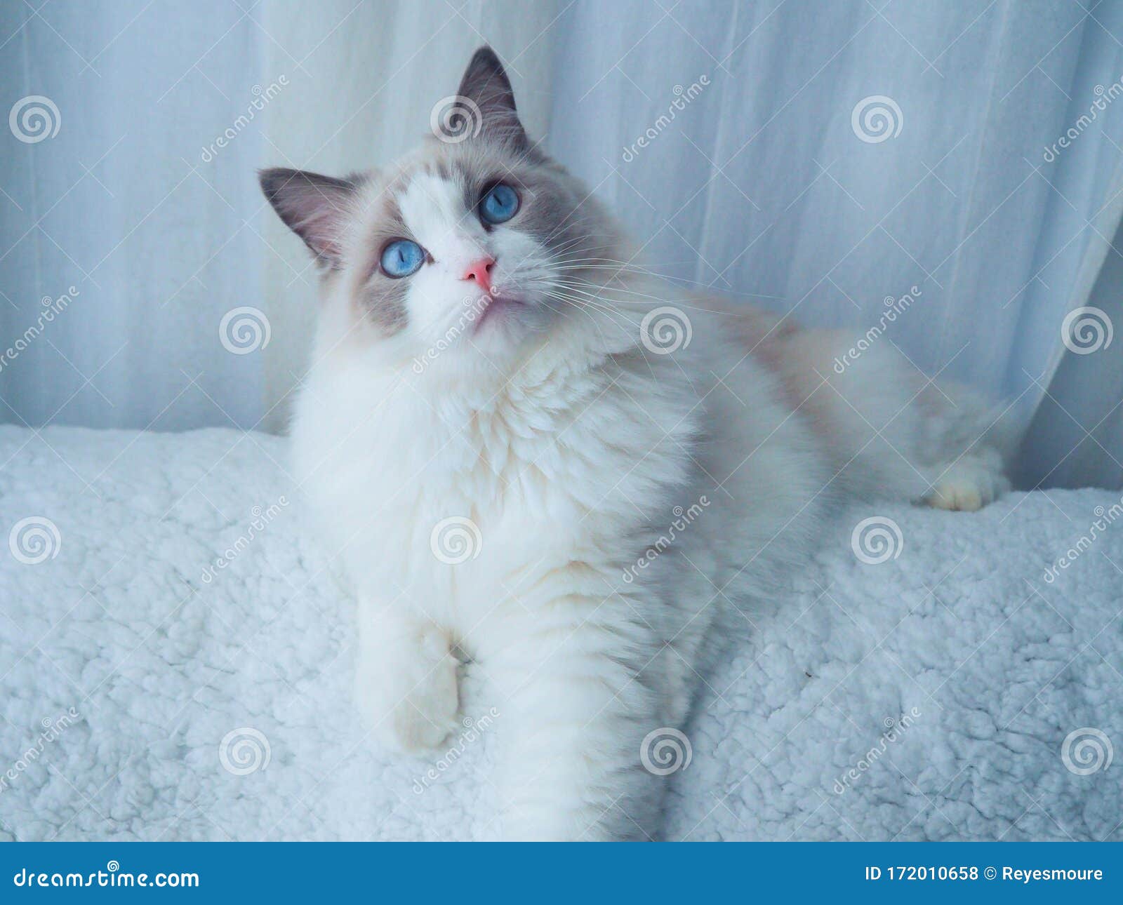 fluffy white cat with beautiful blue eyes.