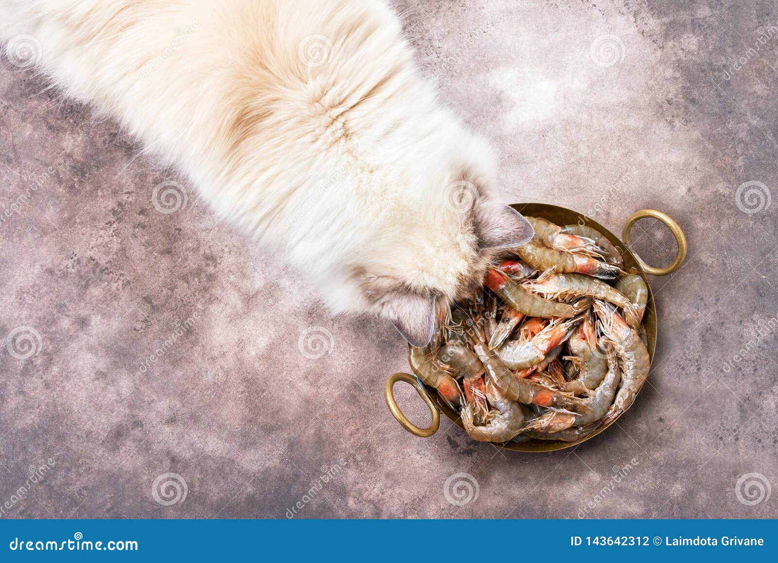 Fluffy White Cat Eats Shrimp. Top View, Copy Space Stock Photo Image