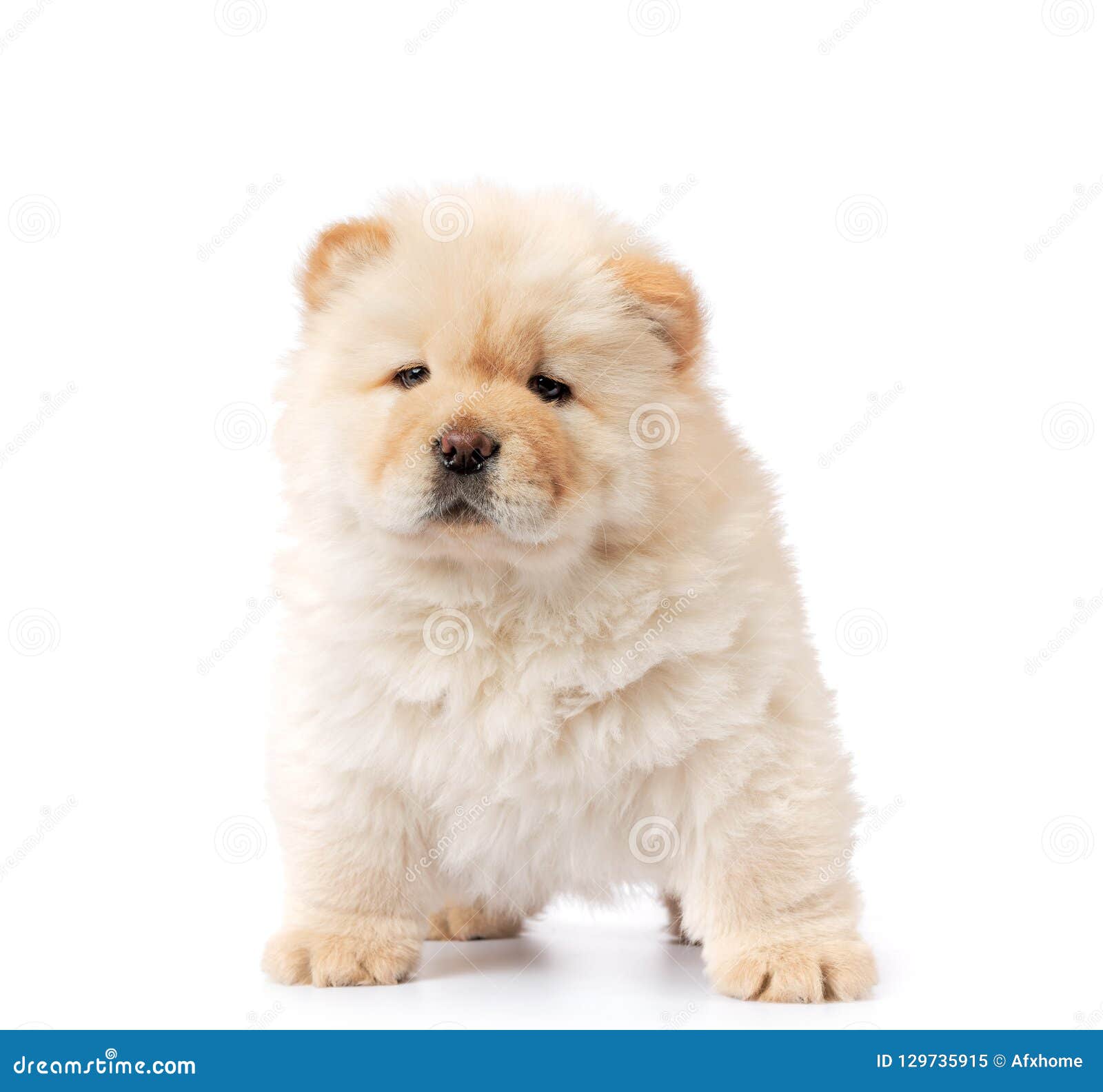 free chow chow puppies