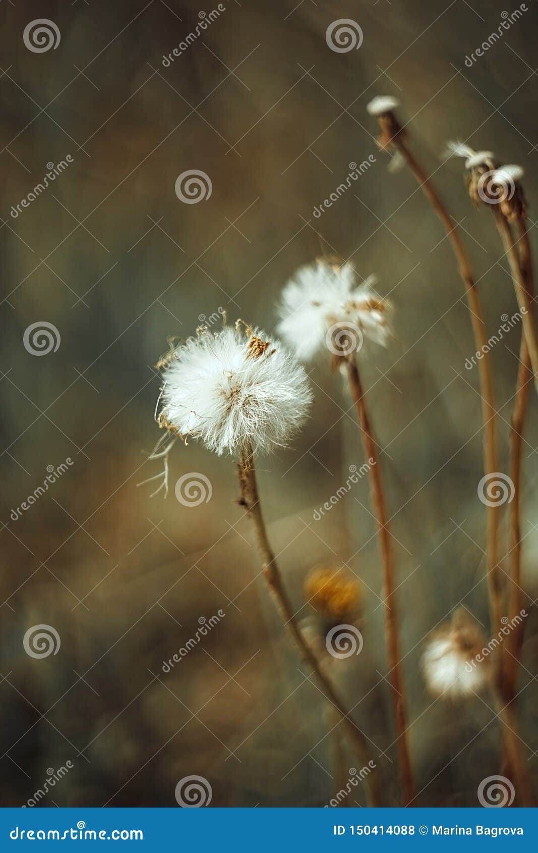 Fluffy White Flower Fall Dandelion, Autumn Hawkbit on Yellow Green ...