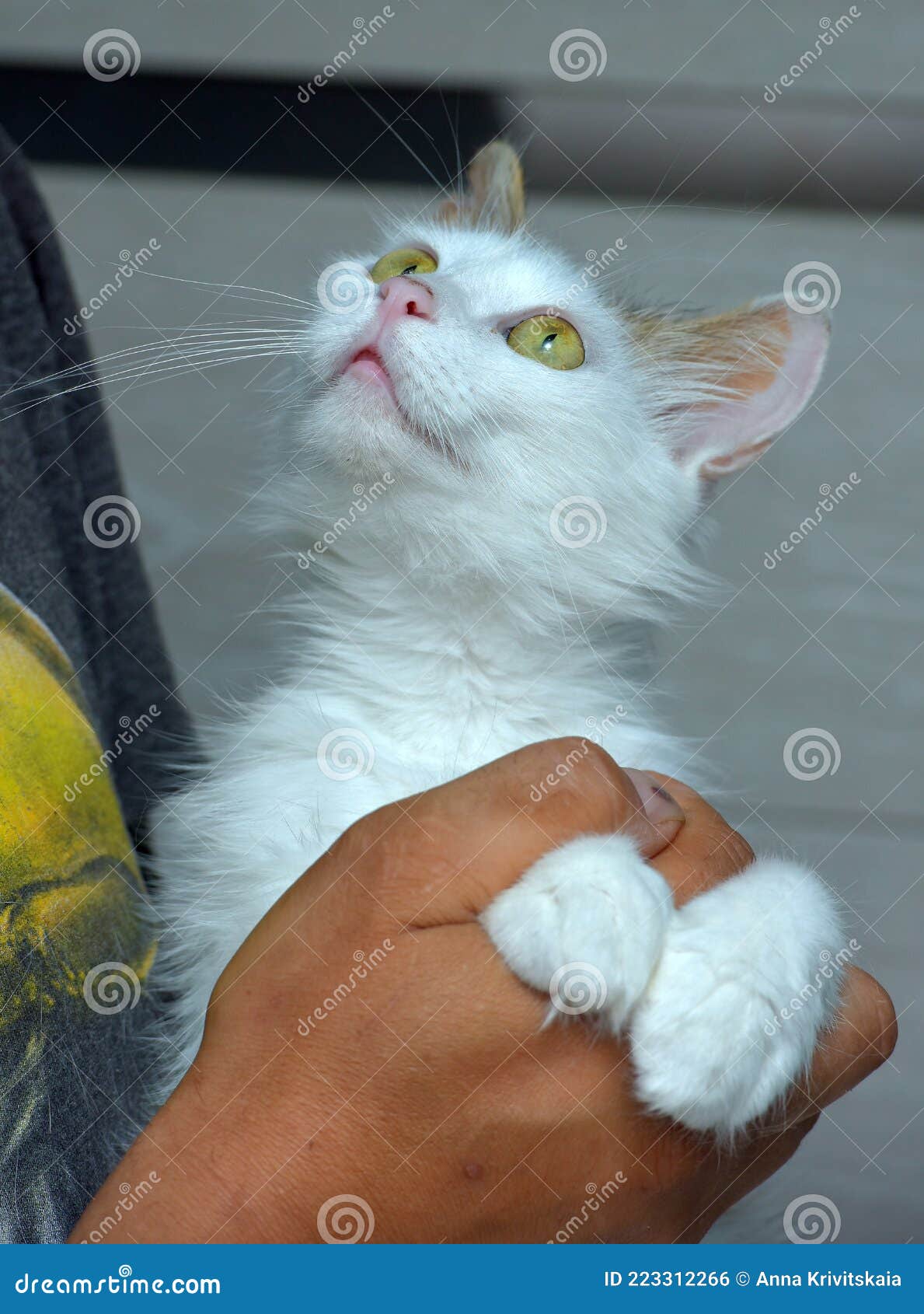 Fluffy White and Gray Cat in Hands Stock Photo Image of gray, care