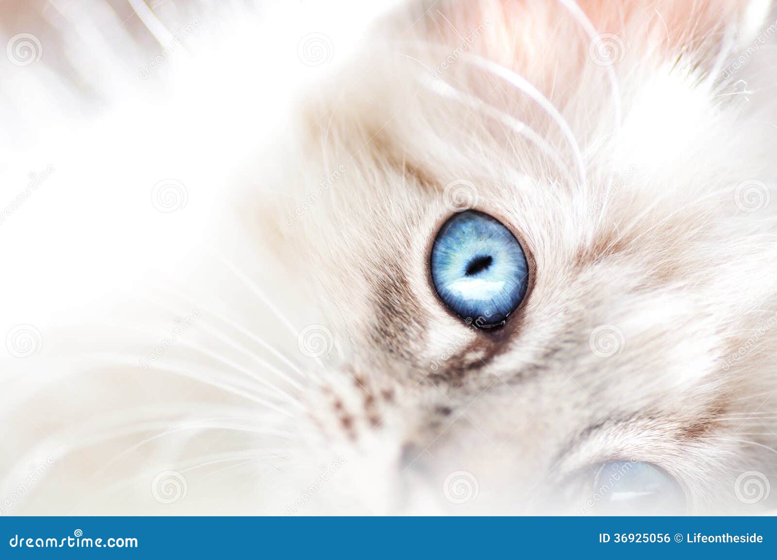 Fluffy White Innocent Baby Blue Eyed Kitten Stock Photo - Image of  background, crystal: 36925056