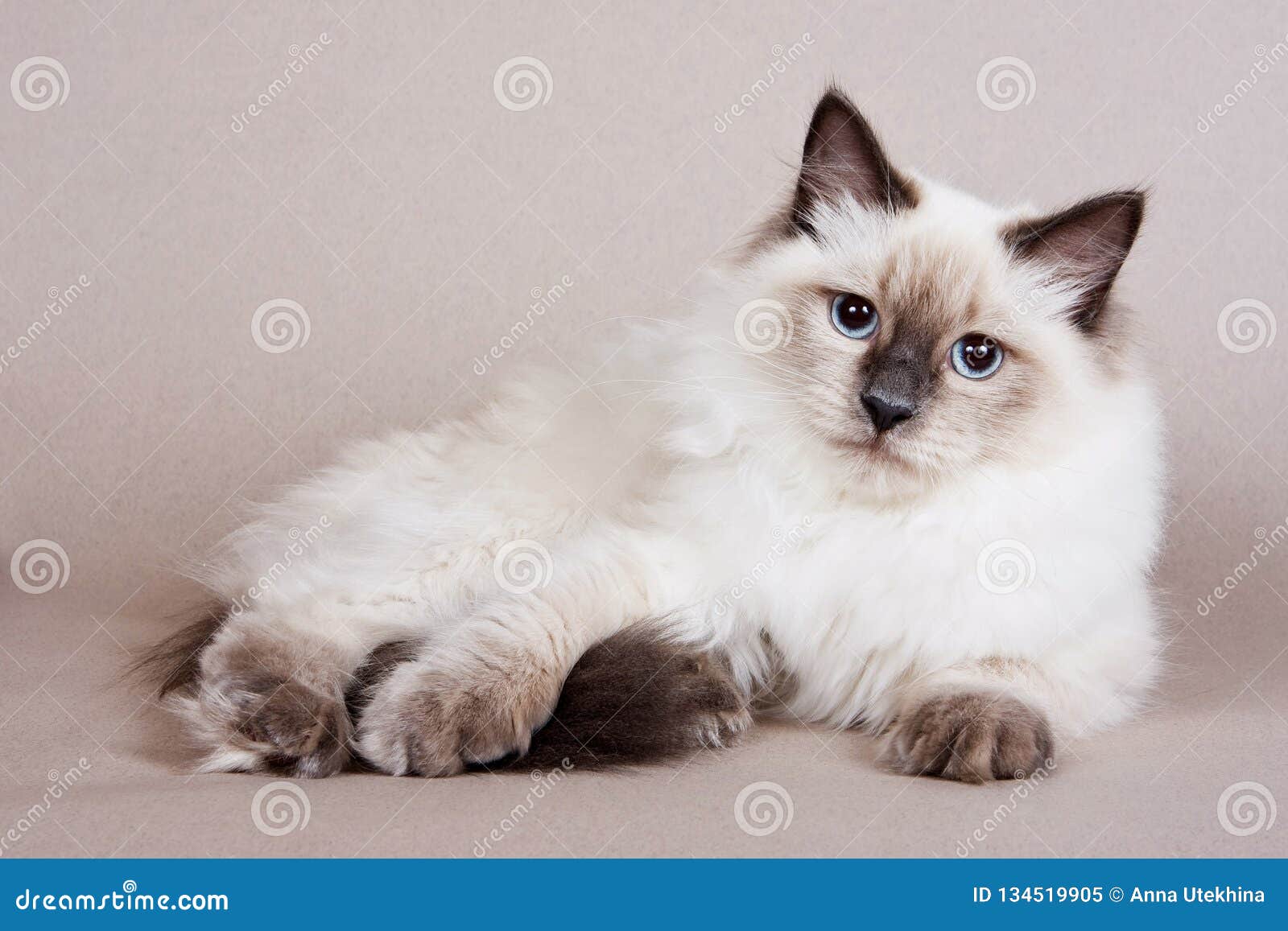 Fluffy White Kitten Siberian Cats Stock Image - Image of sweet, laying ...