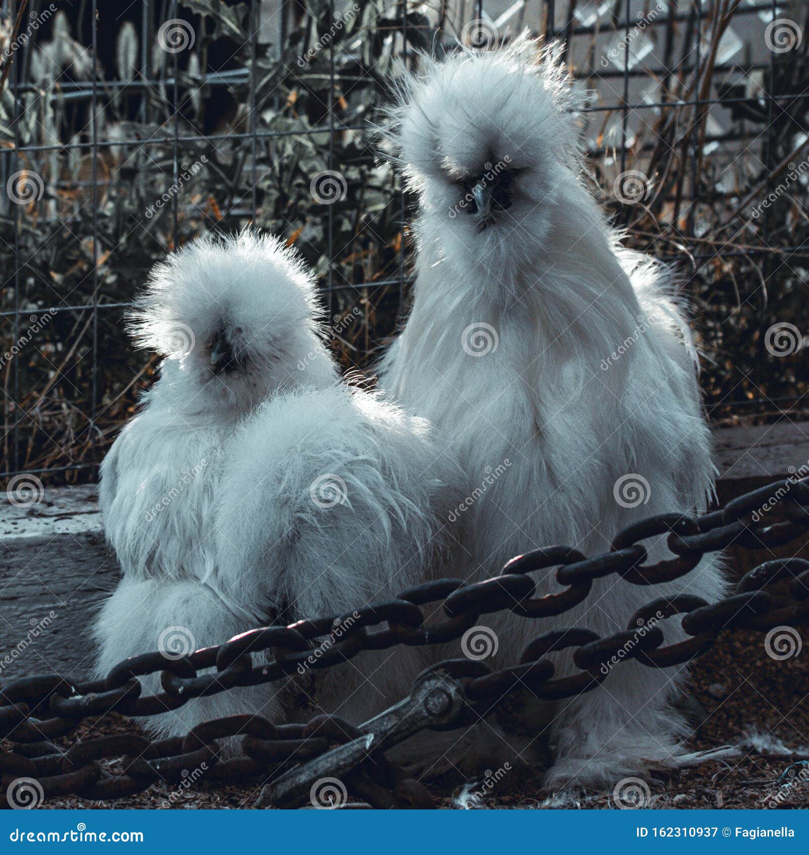 Fluffy White Silkie Farm Chicken, Looking Fabulous Stock Image - Image of  life, unusual: 162310937, image size:1600x1690