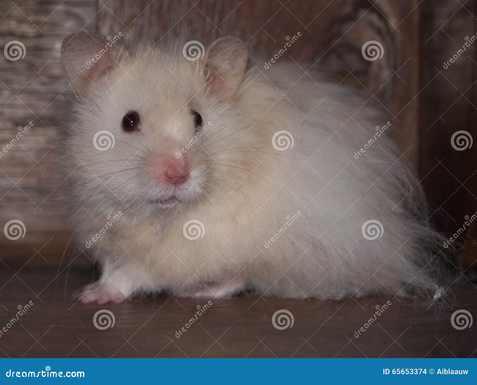 white fluffy hamster