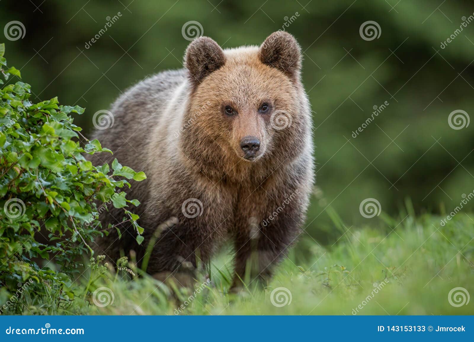 fluffy young brown bear, ursus arctos, in summer.