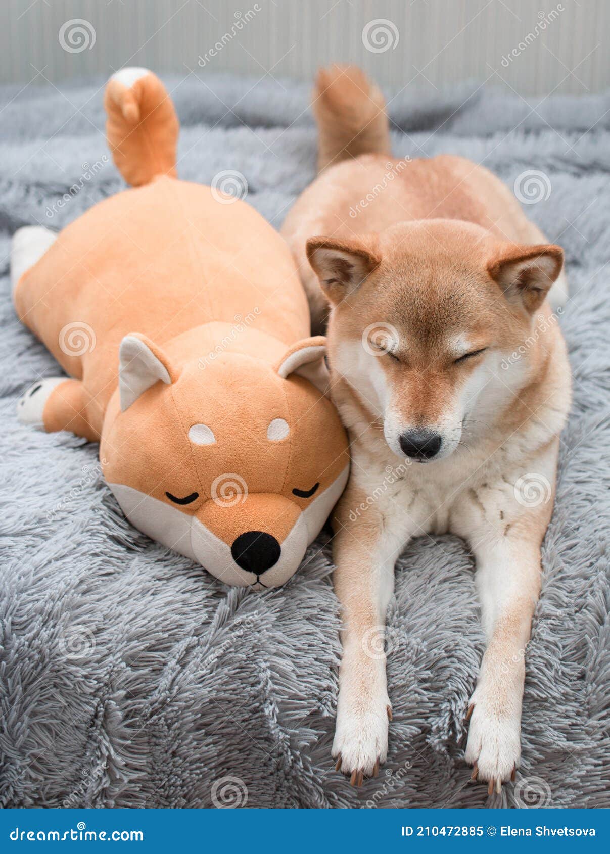 Fluffy Young Red Dog Shiba Inu Sleeps at Home on a Gray Furry Blanket Next  To a Toy Dog Shiba Inu Stock Image - Image of purebred, closeup: 210472885