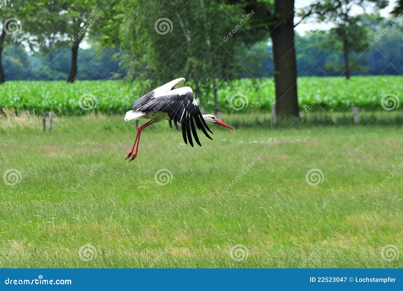 Flugwesenstorch im untereren saxonie germny