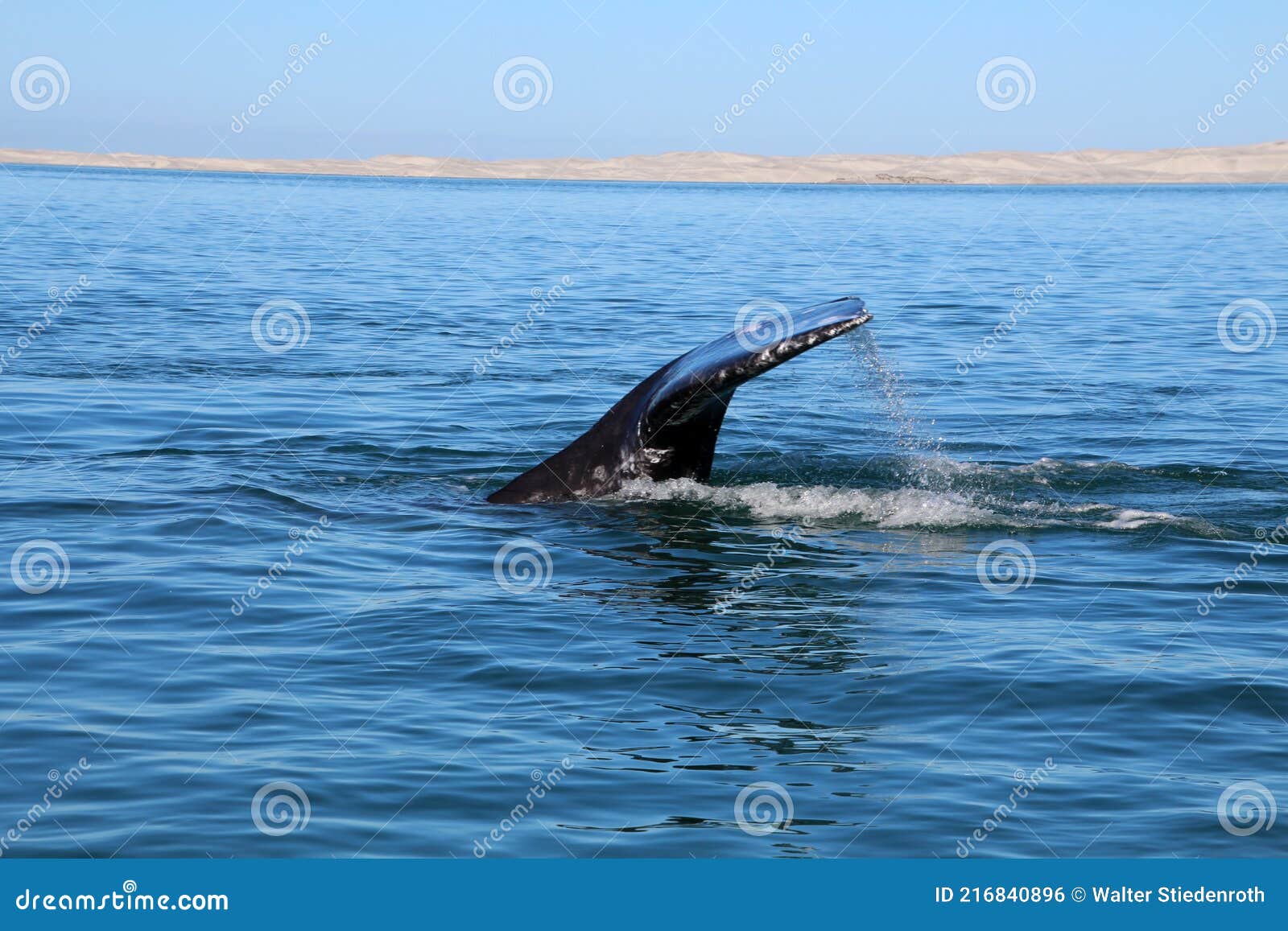 fluke one gray whale baja california sur, mexico