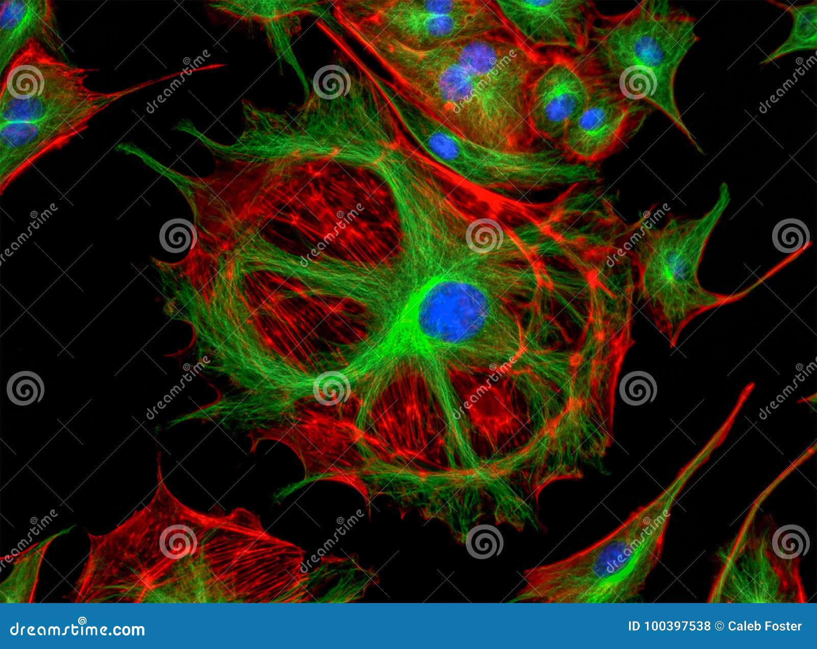 Fluorescence Microscope Image of Human Cells Undergoing Mitosis Stock Biology Diagrams