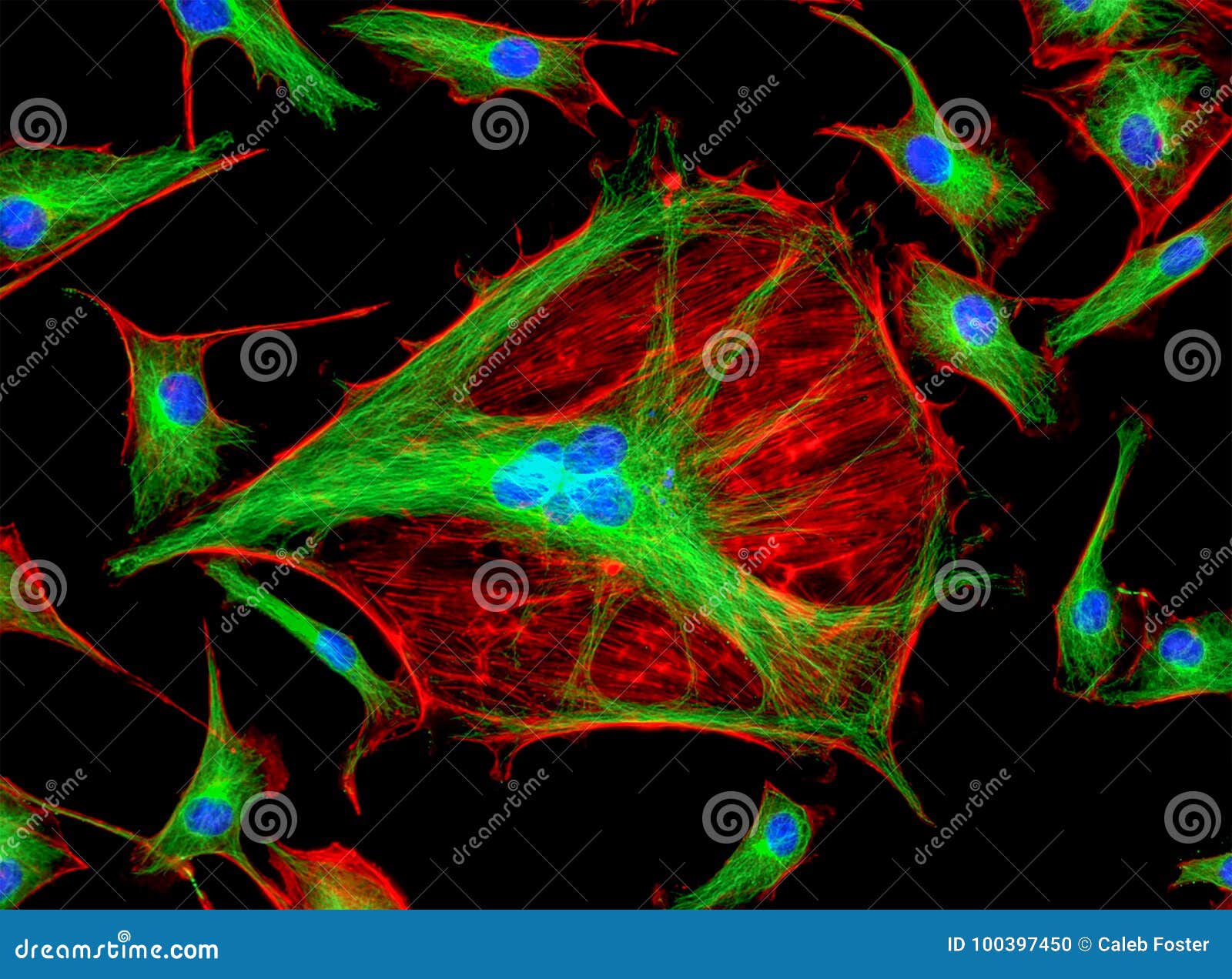 Fluorescence Microscopy Instrument Principle And Structure Outline Biology Diagrams