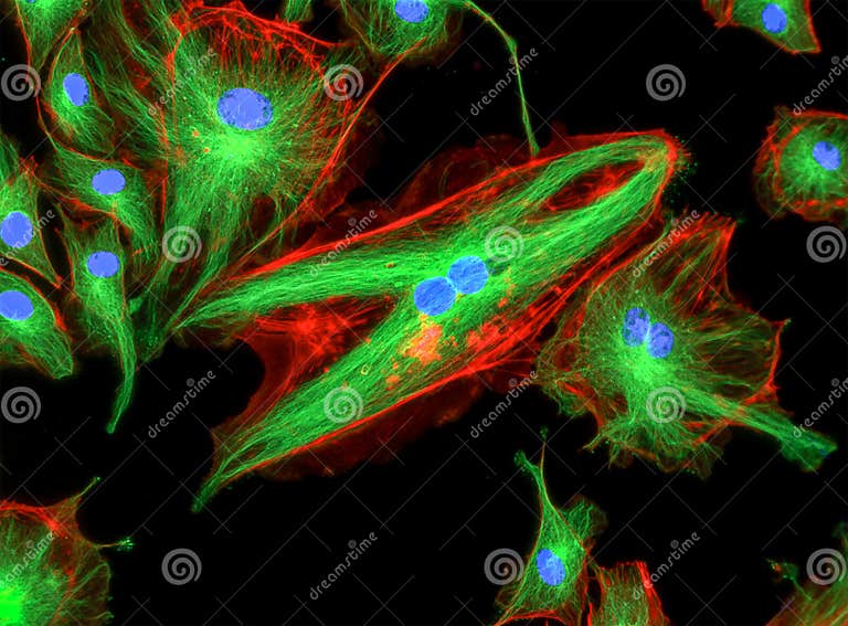 Fluorescence Microscope Image of Human Cells Undergoing Mitosis Stock ... Biology Diagrams