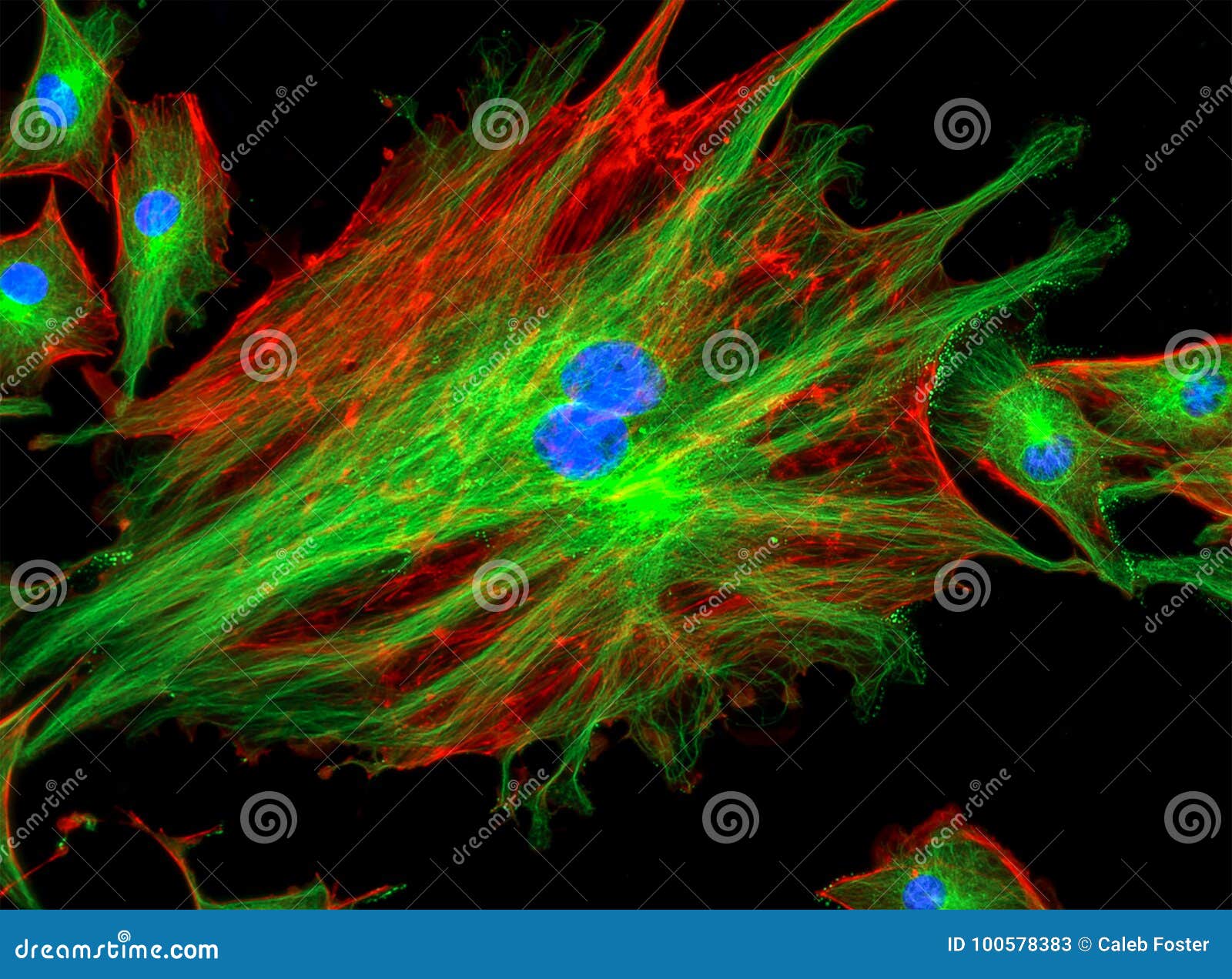 Fluorescence Microscope Image of Cells Undergoing Mitosis Stock Image ... Biology Diagrams