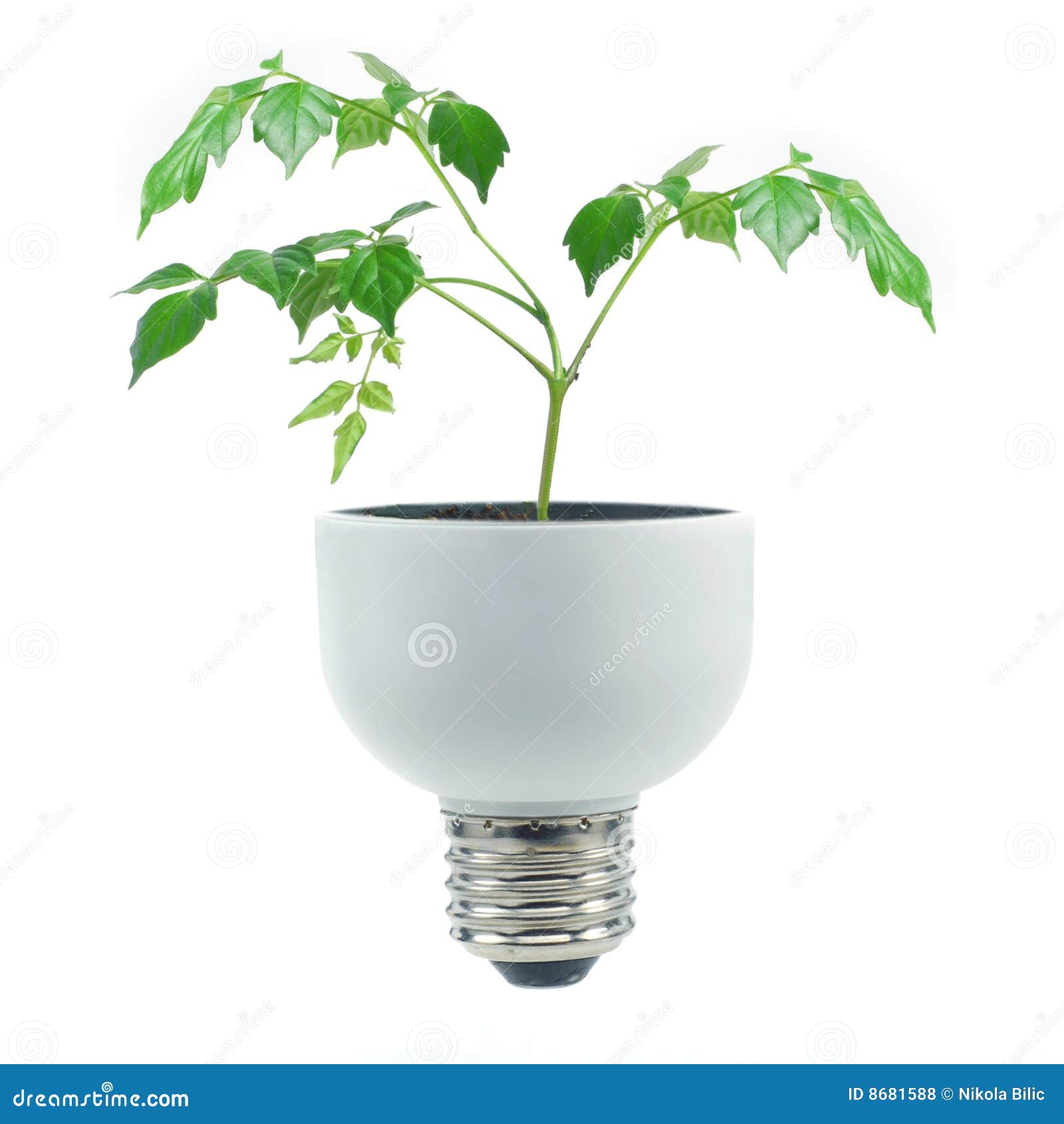 Fluorescent Bulb and Greens Stock Photo Image of bulb, economy 8681588