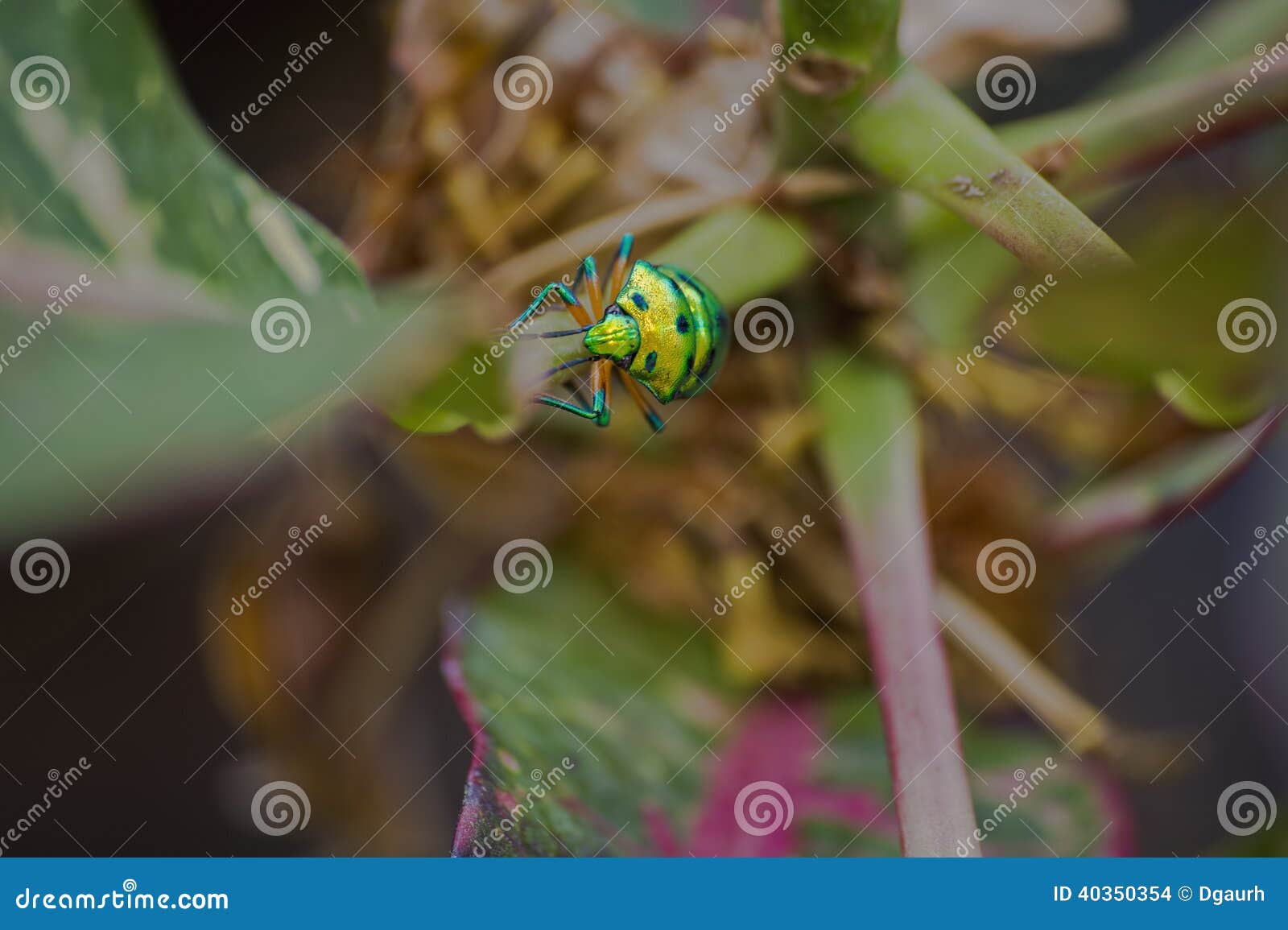 A fluorescent green beetle ( which flew to this place). Walks up the branch of a small plant. Shallow DOF.