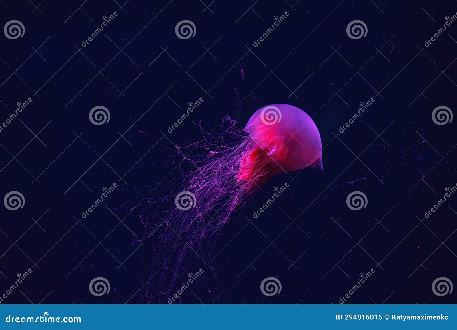 Fluorescent Lion S Mane Jellyfish Swimming Underwater Aquarium Pool