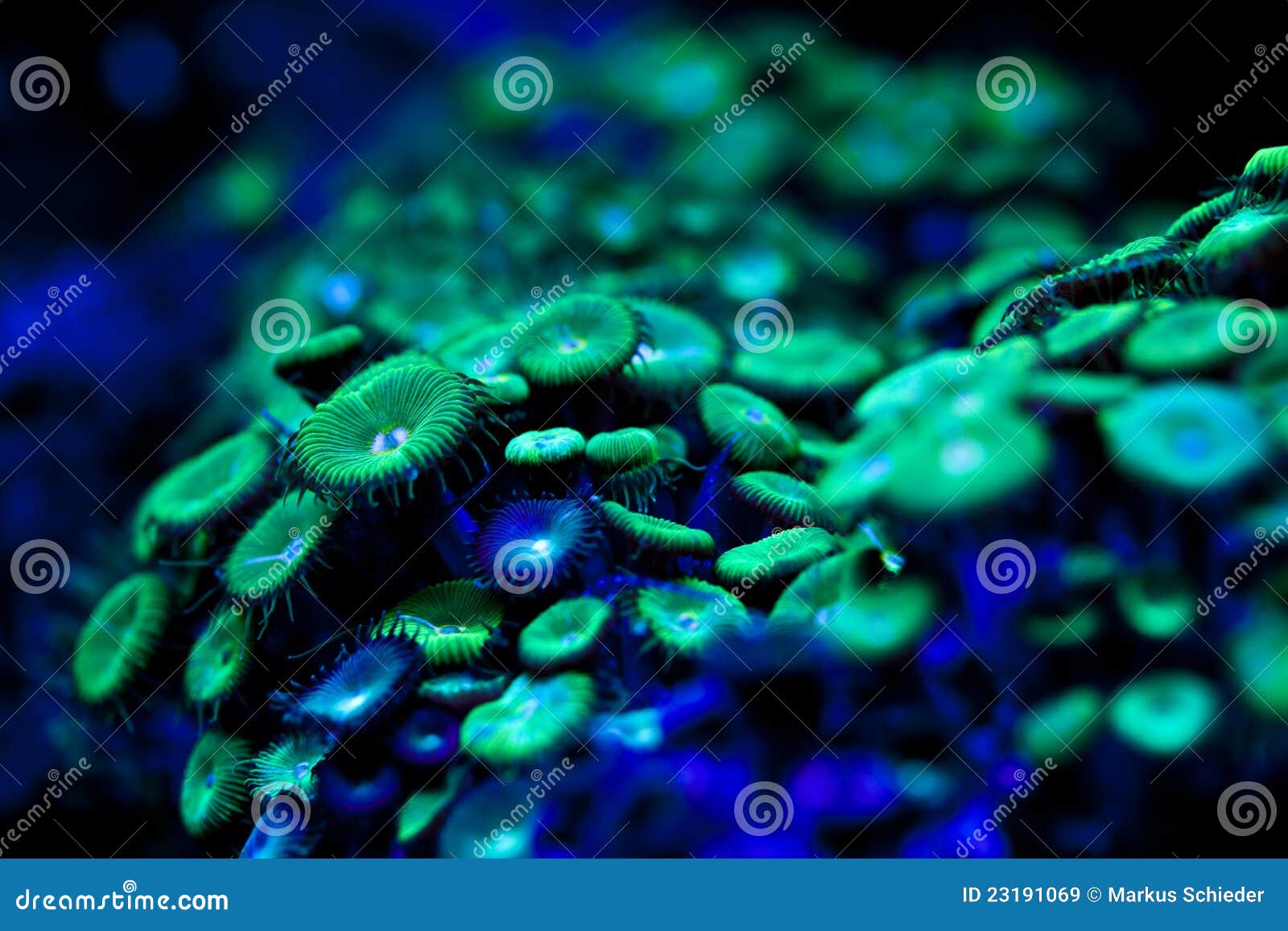 fluorescent sea plant