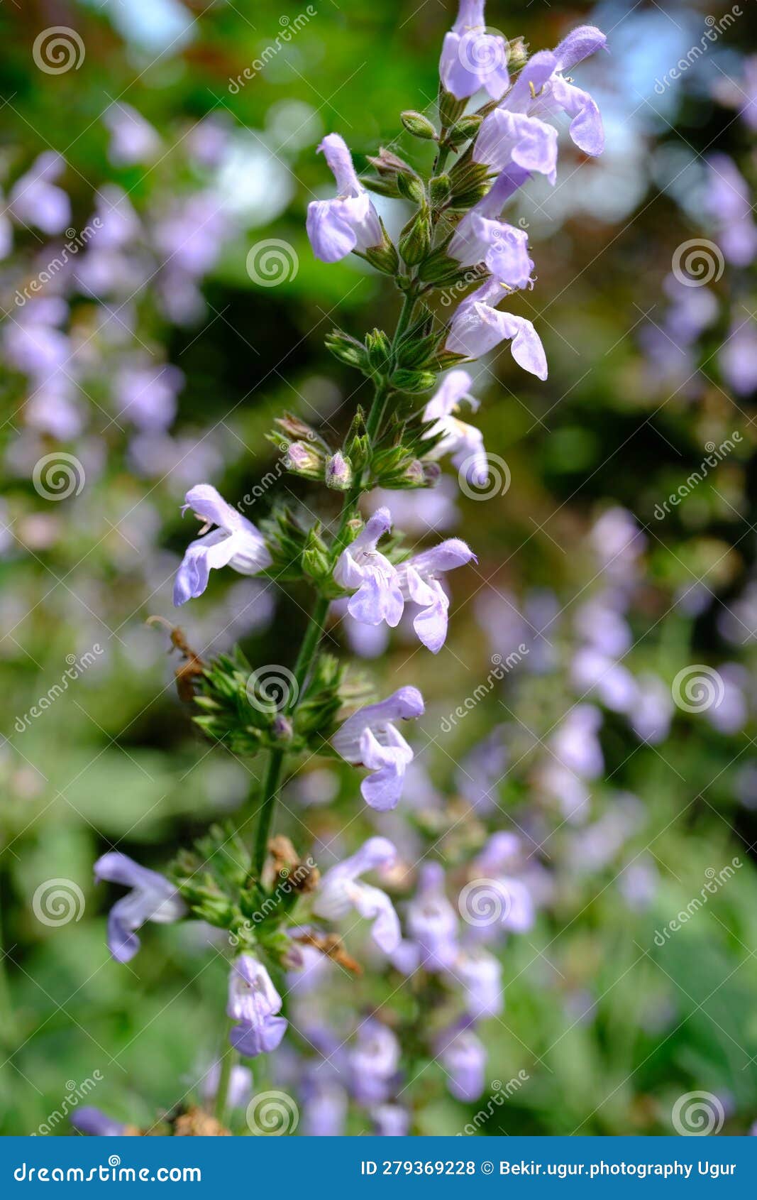 Rosemary bush stock photo. Image of spice, shrub, wildflower 279369228