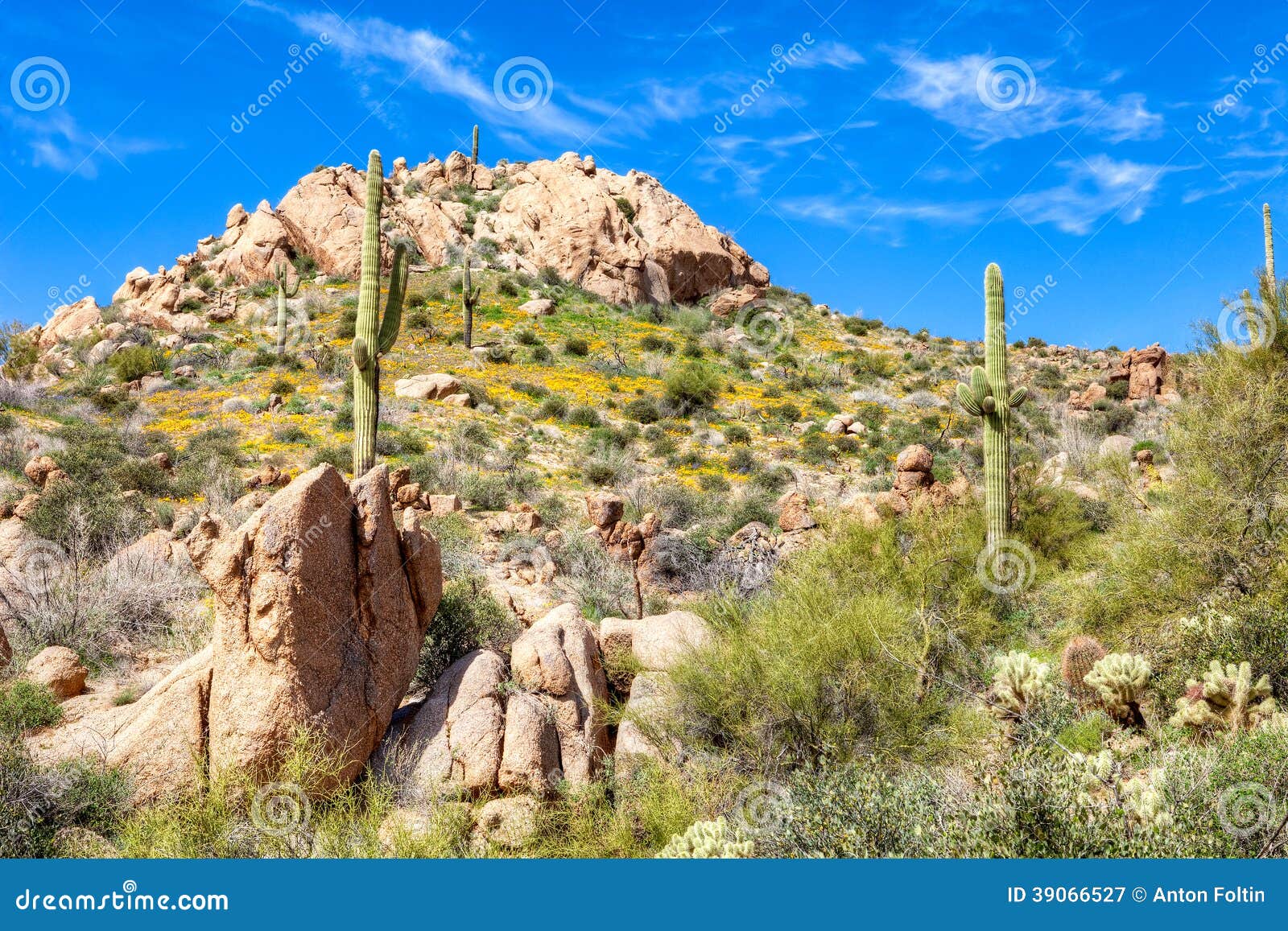 Flusssteine stockbild. Bild von oekosystem, blühen