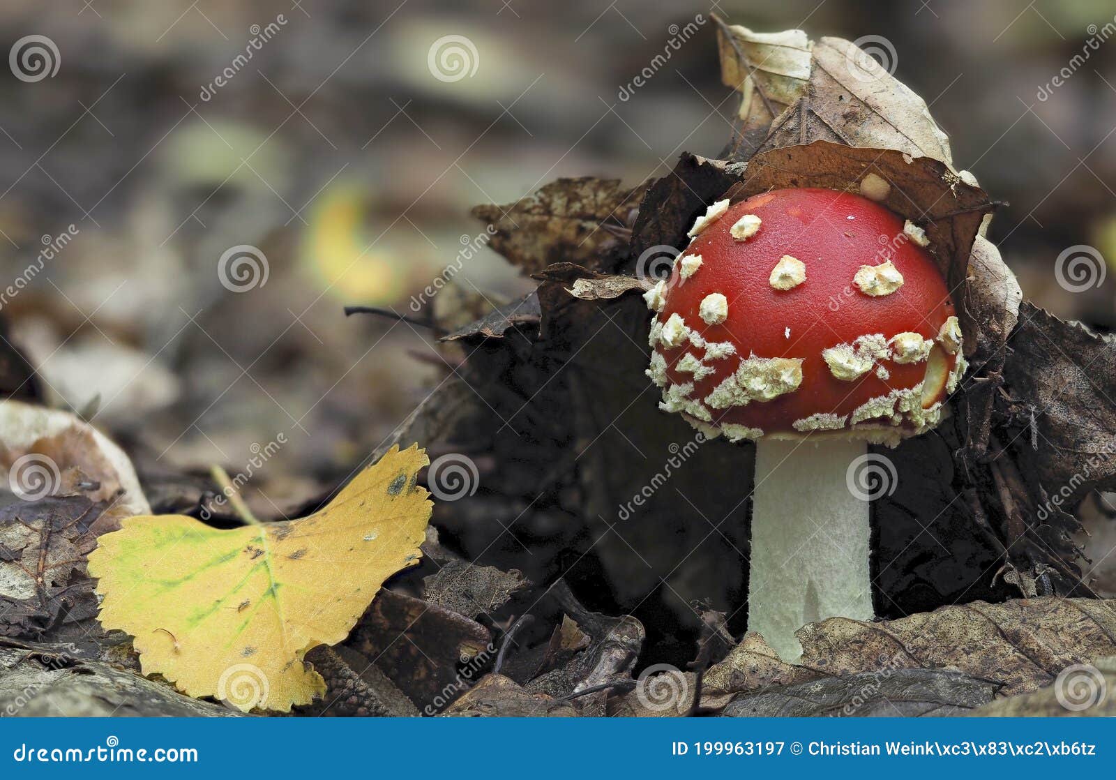 the fly agaric amanita muscaria is a poisonous mushroom