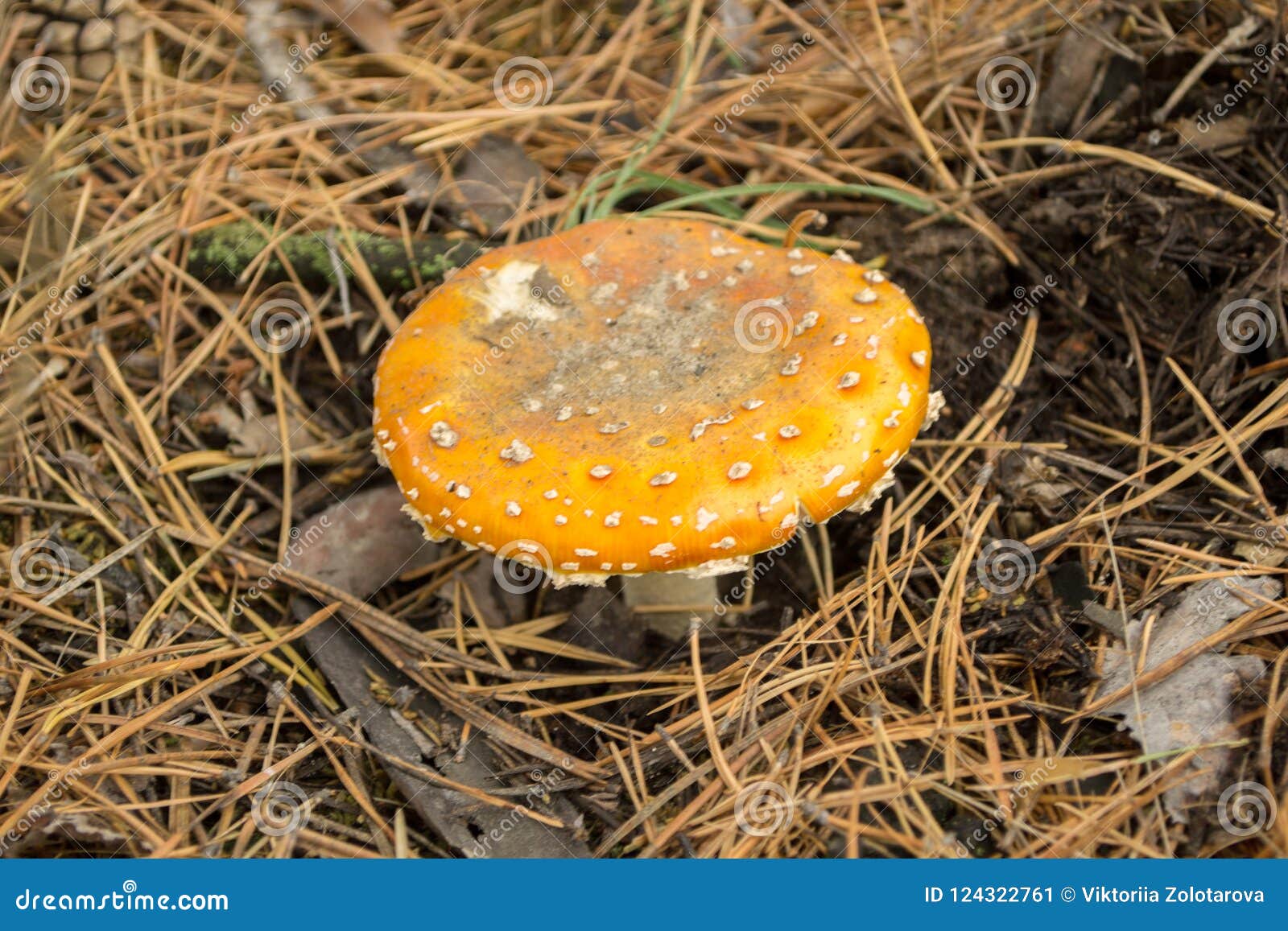 Fly Agaric Close Up among Pine Needles Stock Image Image of food