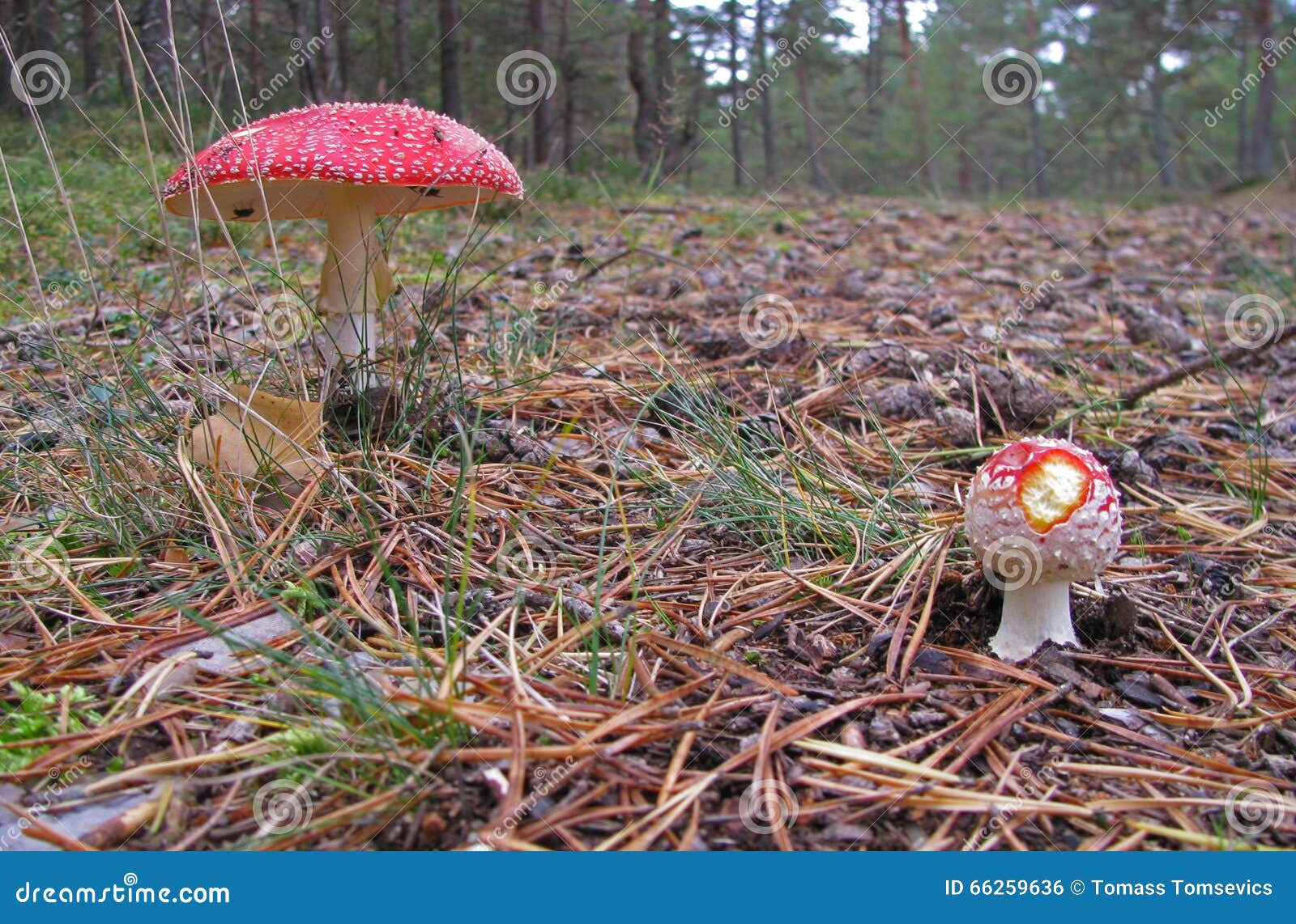 fly agarics in the woods