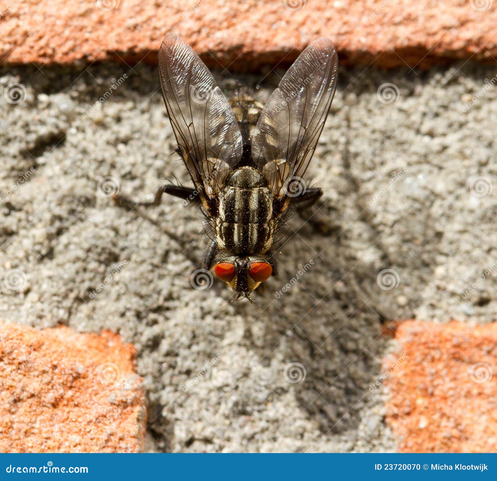 A fly on a brick wall stock photo. Image of pink, background 23720070