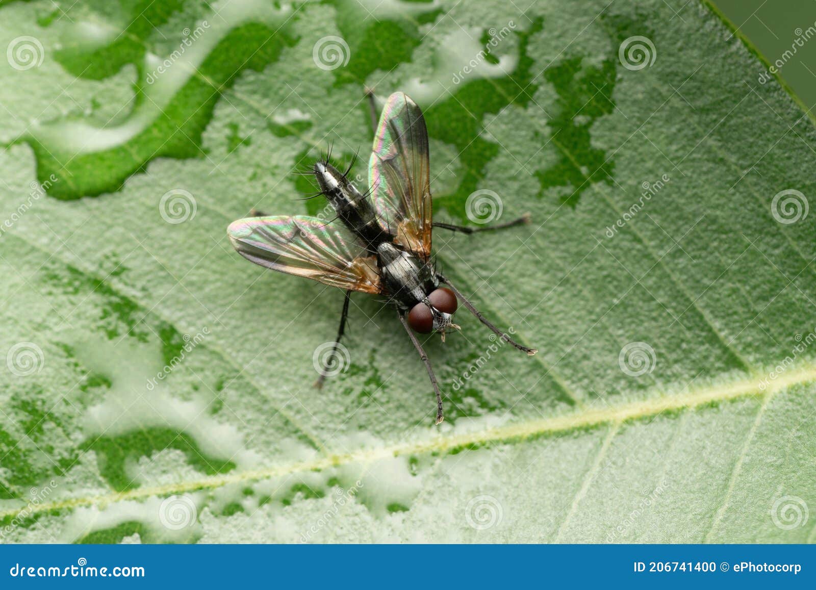 fly closeup or mintho rufiventris, satara