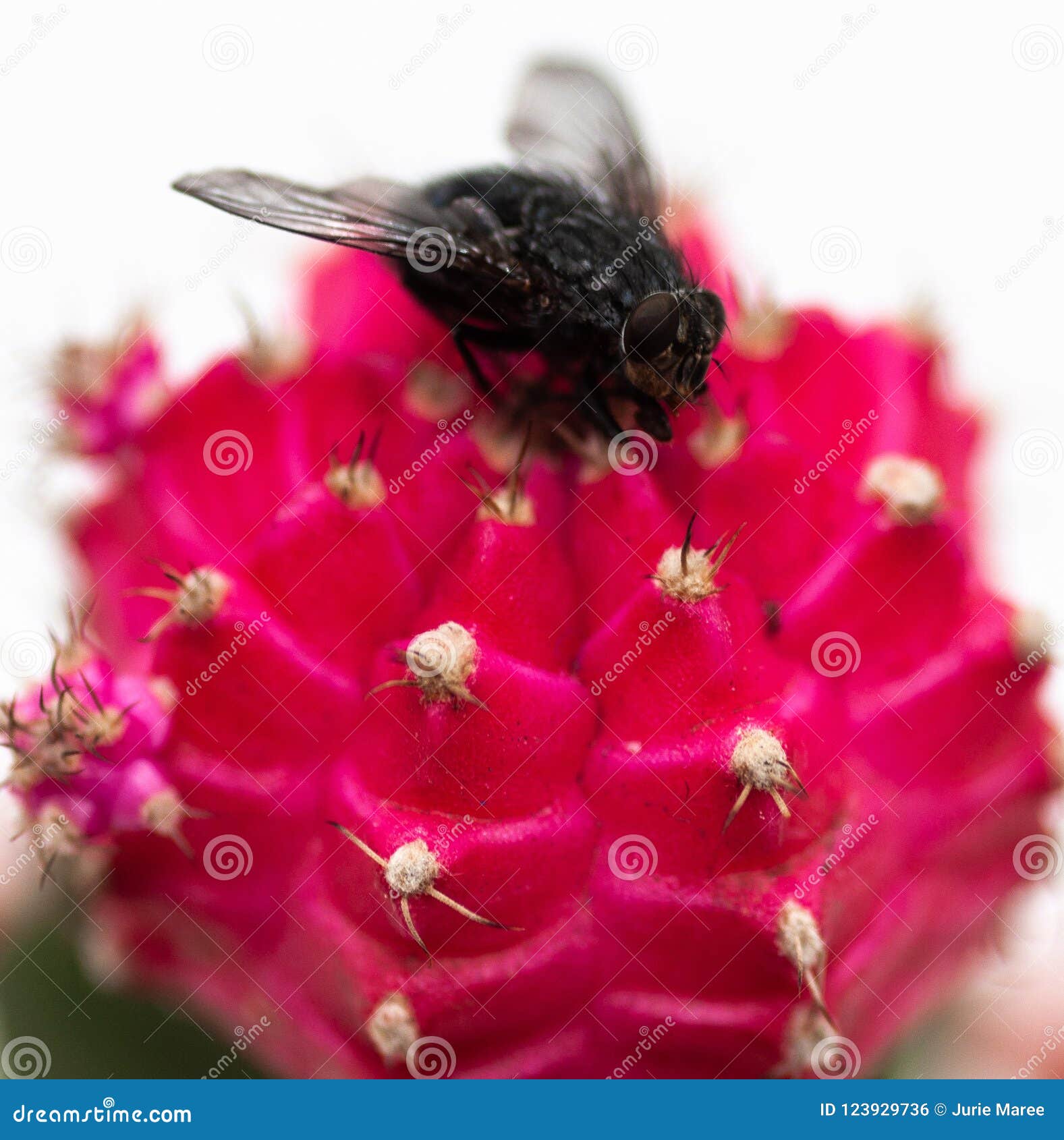 A Fly on a Colourful Cactus. Stock Photo Image of insect, cactus