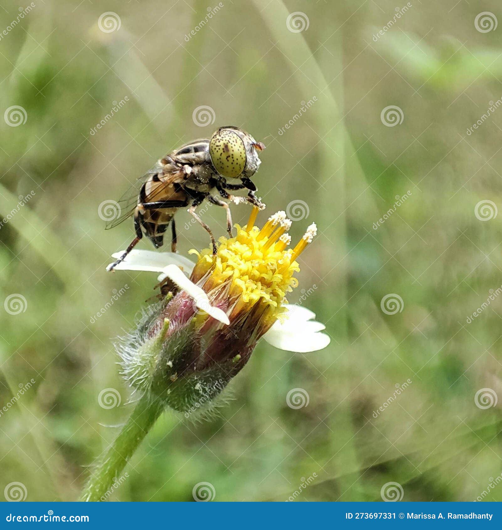 Fly Do Pollination on the Tridax Daisy Stock Image Image of daisy
