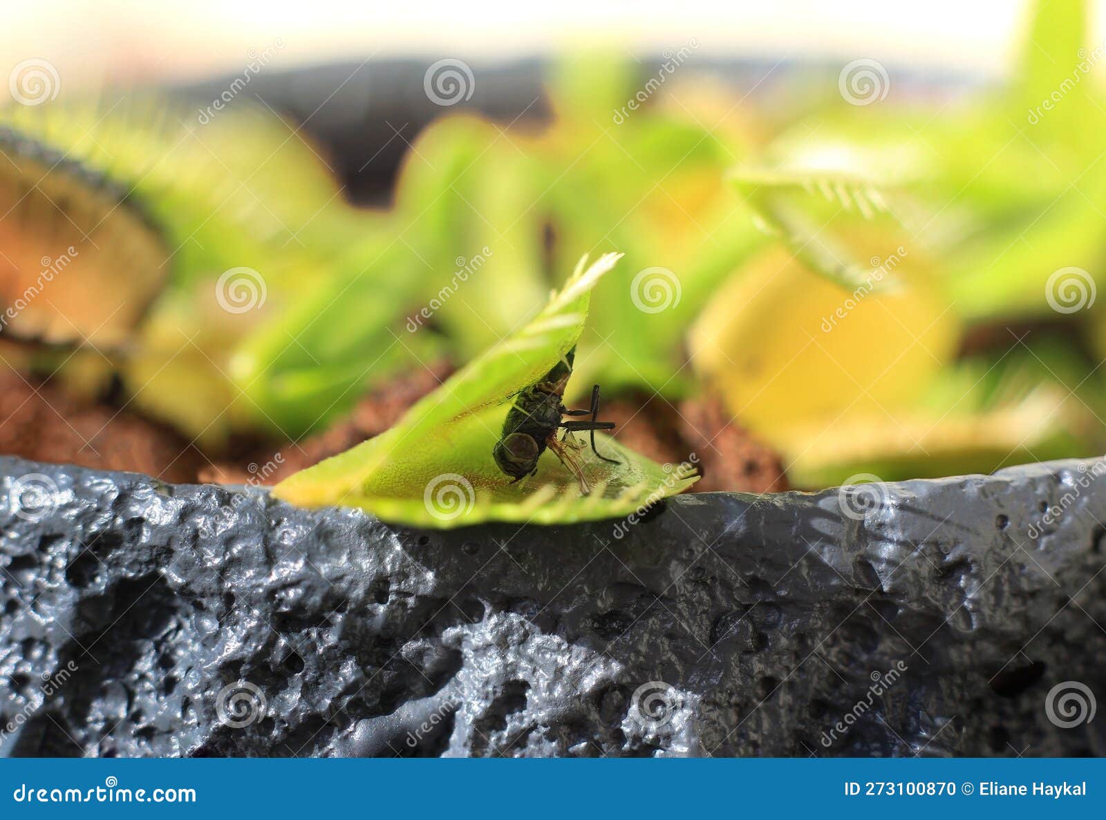 Fly Eaten by Venus Flytrap stock photo. Image of insect 273100870