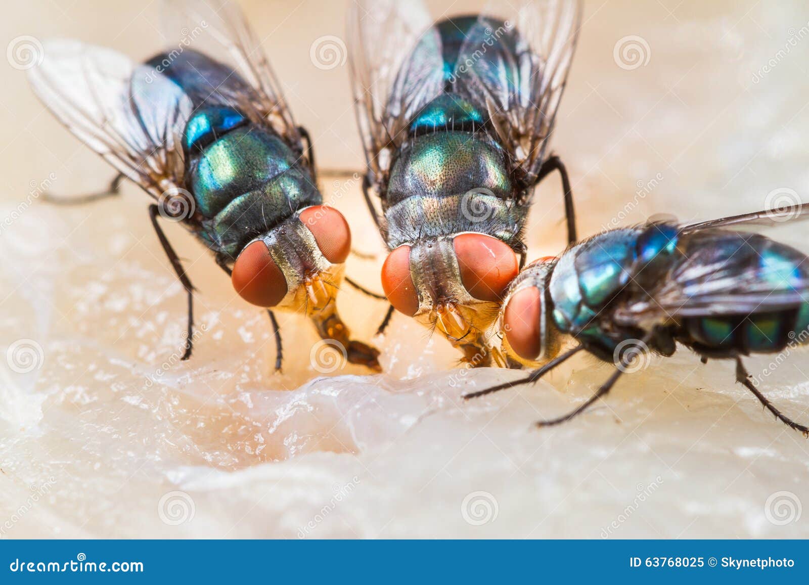 Fly eating dried fish stock image. Image of entomology 63768025