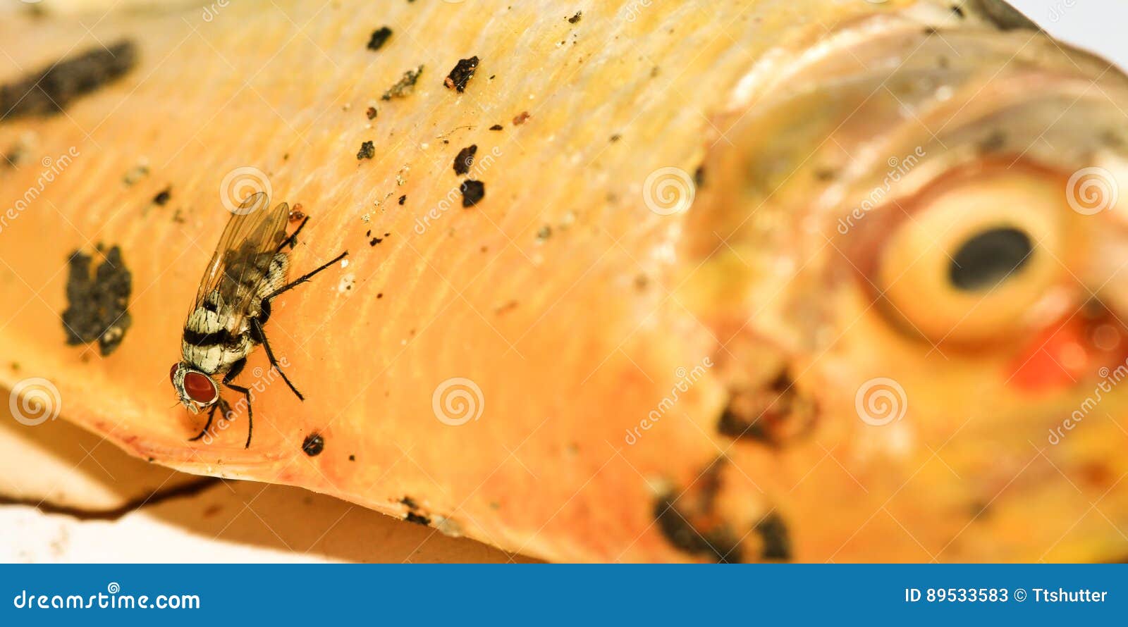 Fly eating dried fish. stock image. Image of animal, legs 89533583