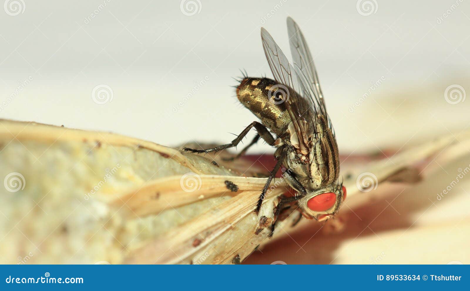Fly eating dried fish. stock photo. Image of golden, legs 89533634