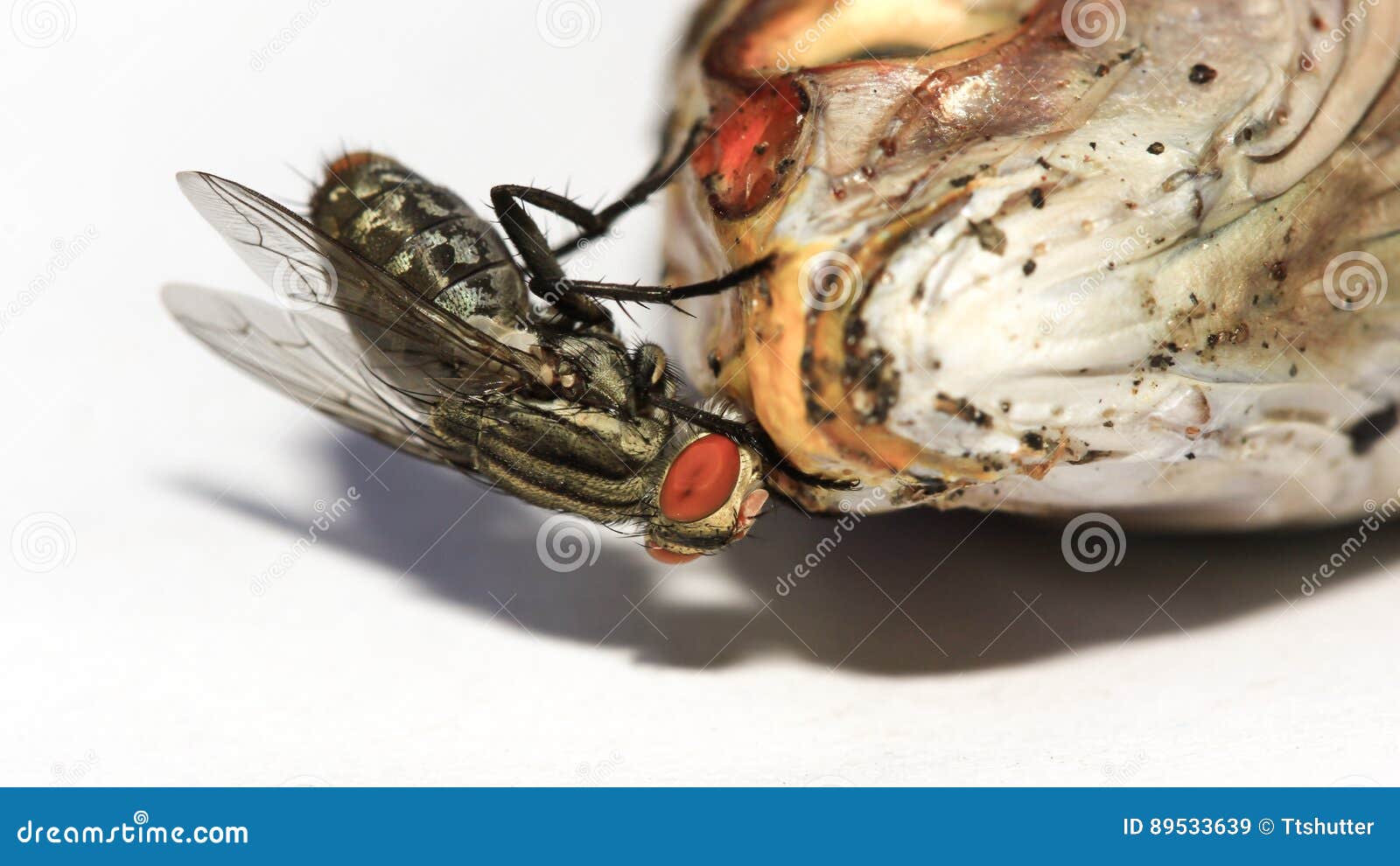 Fly eating dried fish. stock image. Image of pollution 89533639