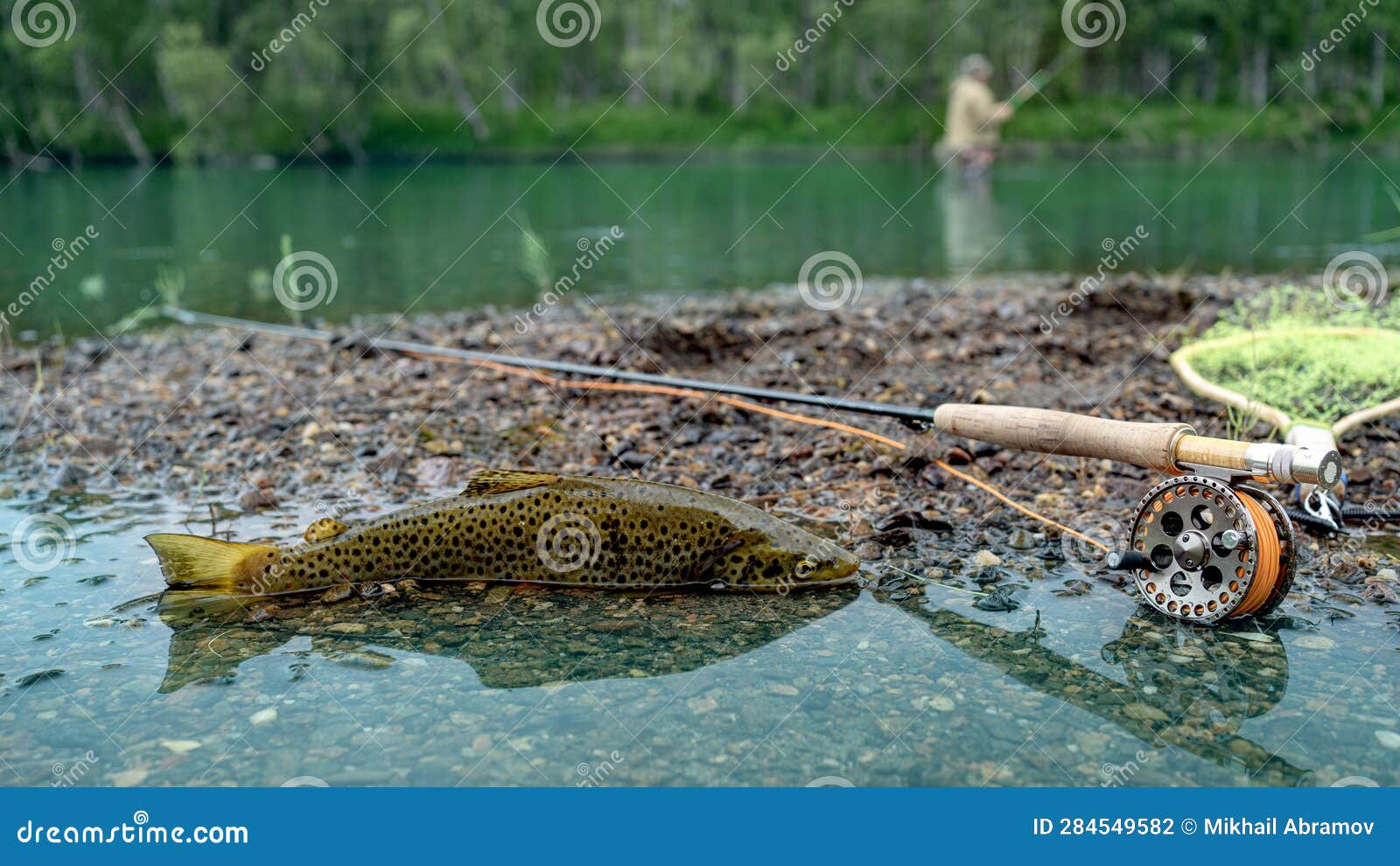 A Fly Fisherman S Freshly Caught Rainbow Trout, Stones of a Mountain River,  a Fishing Rod and Landing Net. Stock Photo - Image of angling, angler:  284549582