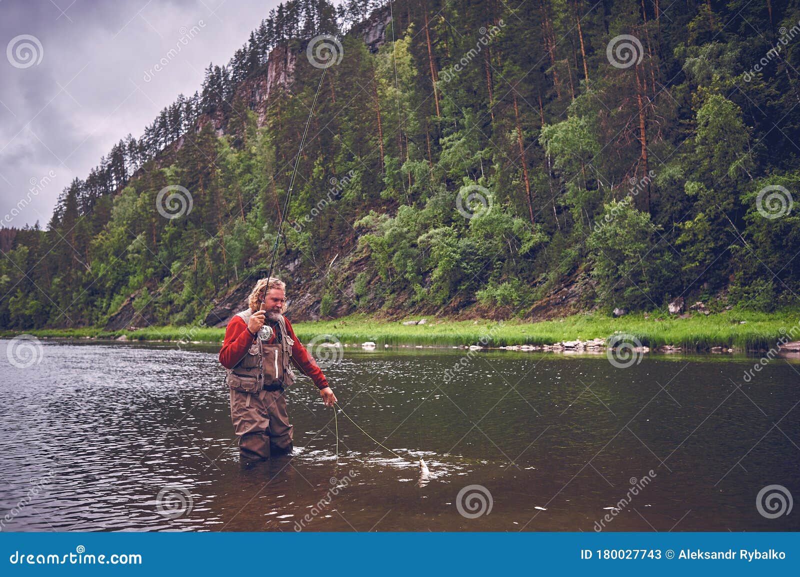Fly Fishing Angler Makes Cast while Standing in Water Stock Image