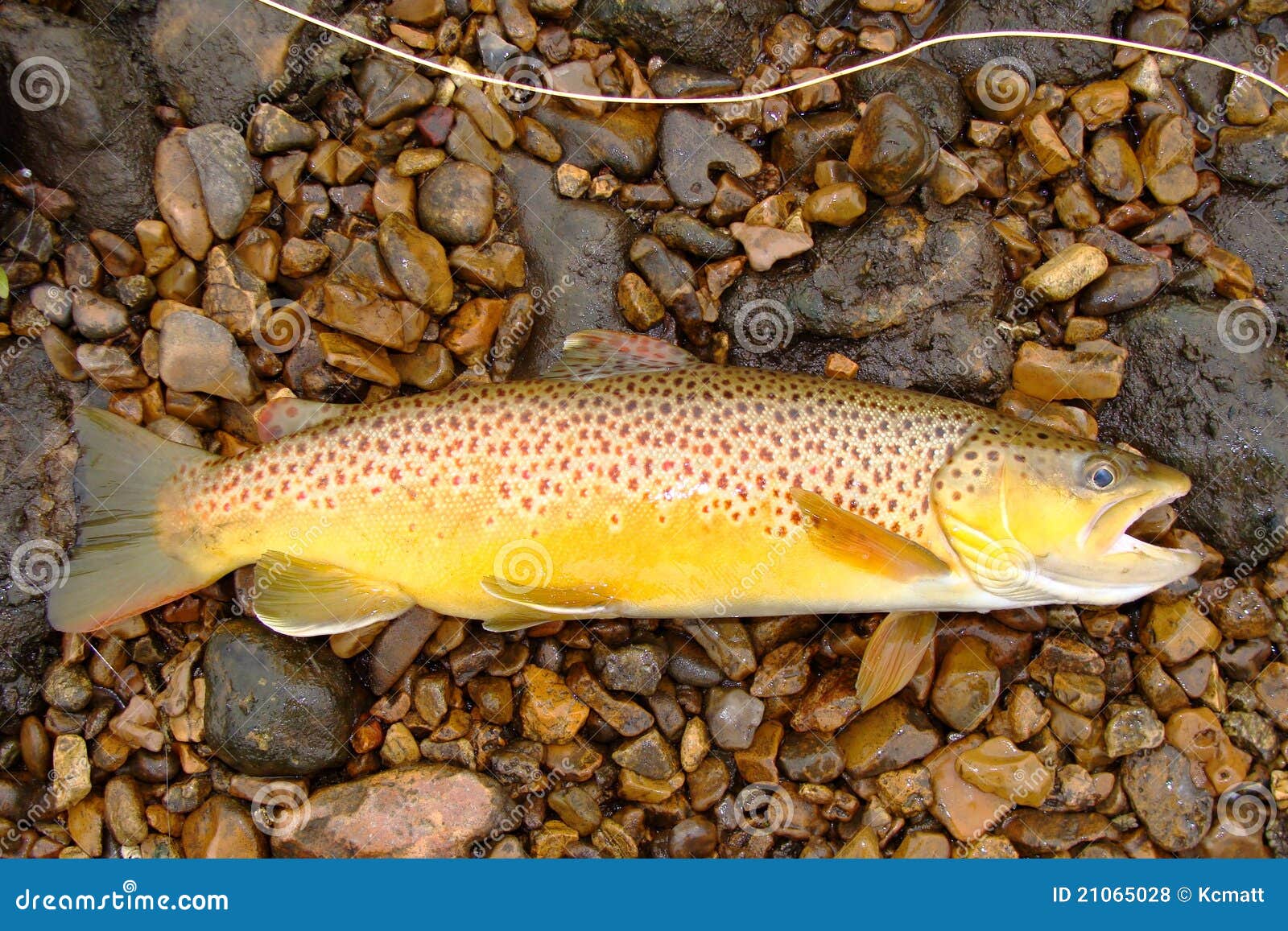 fly fishing, beautiful brown trout