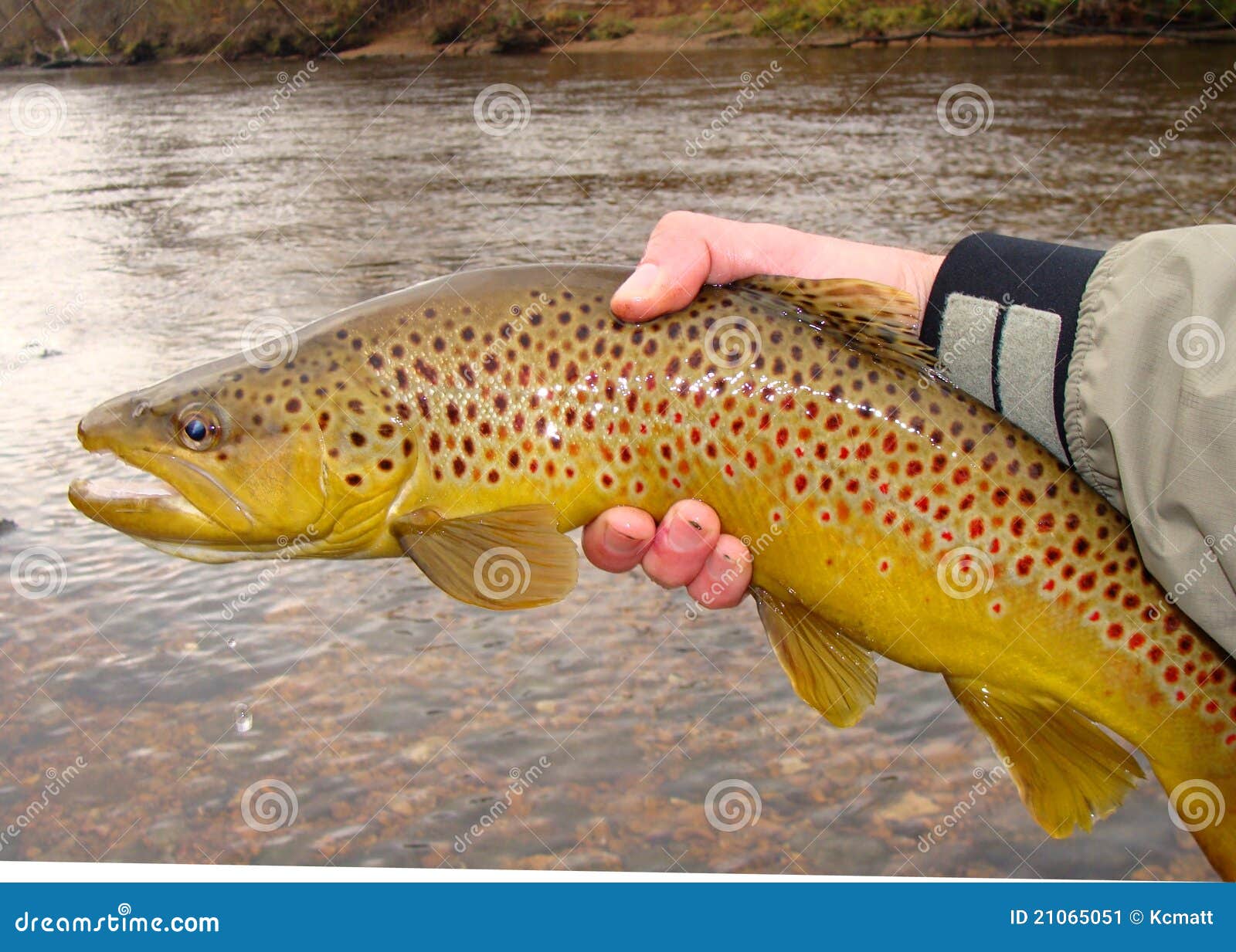 Fly Fishing, Beautiful Brown Trout and River Stock Image - Image of  arkansas, clear: 21065051
