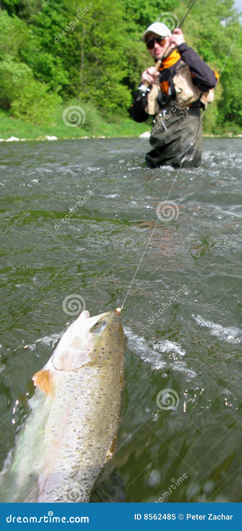 Fly Fishing Fisherman Vs. Fish Stock Image Image of catch, morning