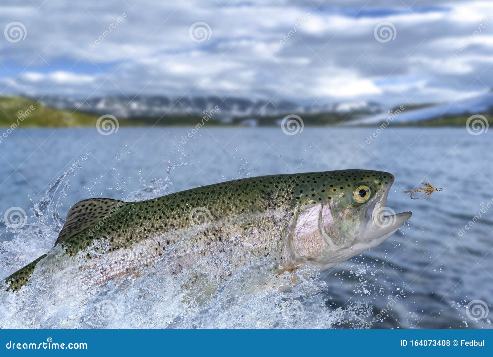 Fly Fishing. Rainbow Trout Fish Jumping for Catching Synthetic
