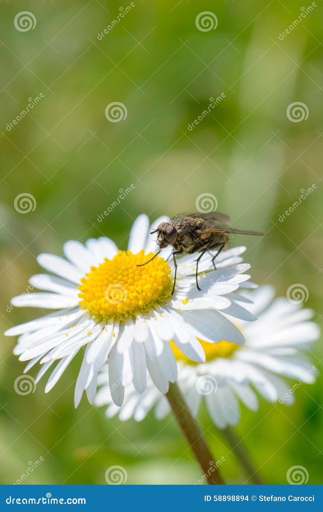Fly and flower stock photo. Image of daisy, yellow, garden 58898894