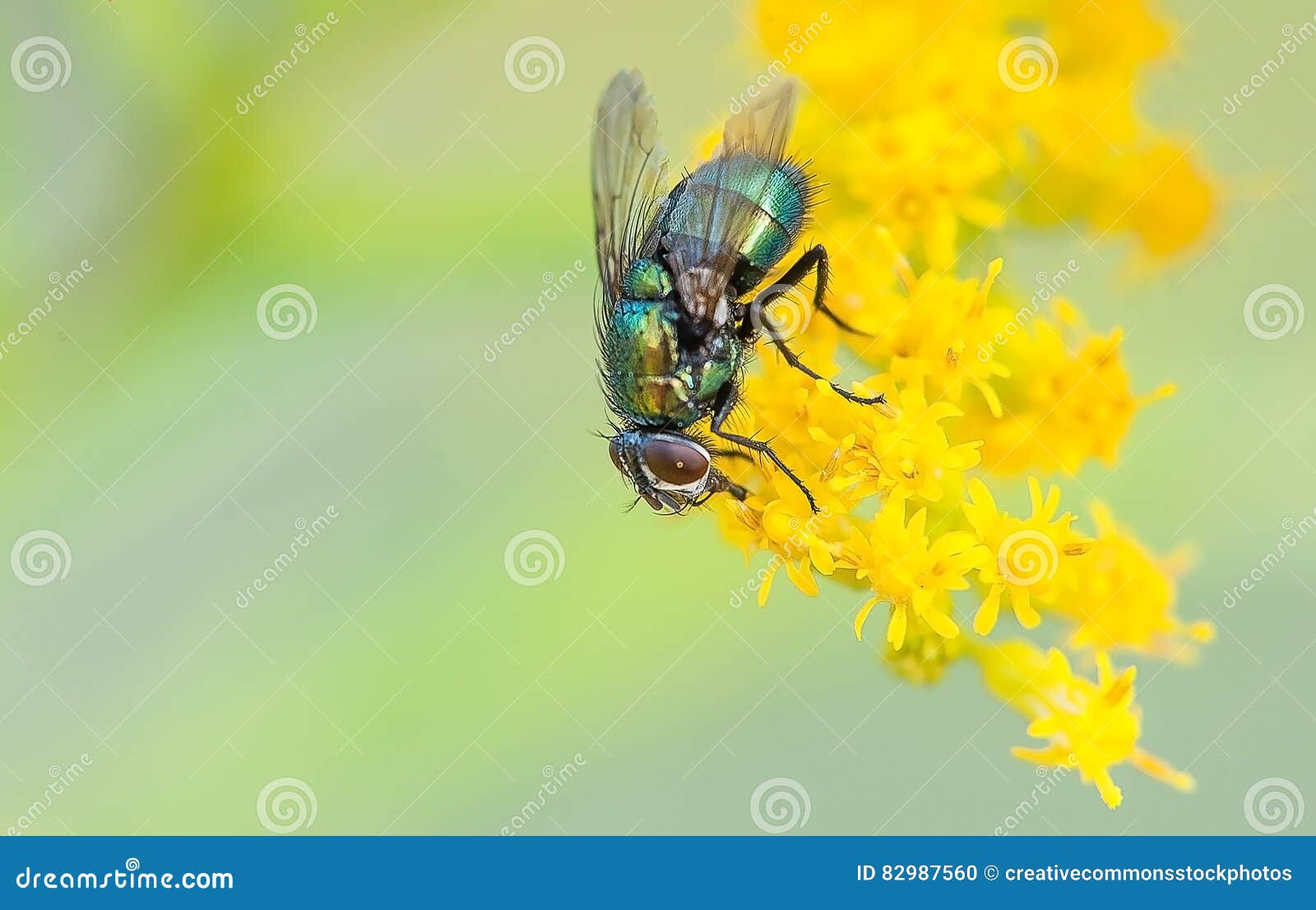 Fly On Flower Picture. Image 82987560