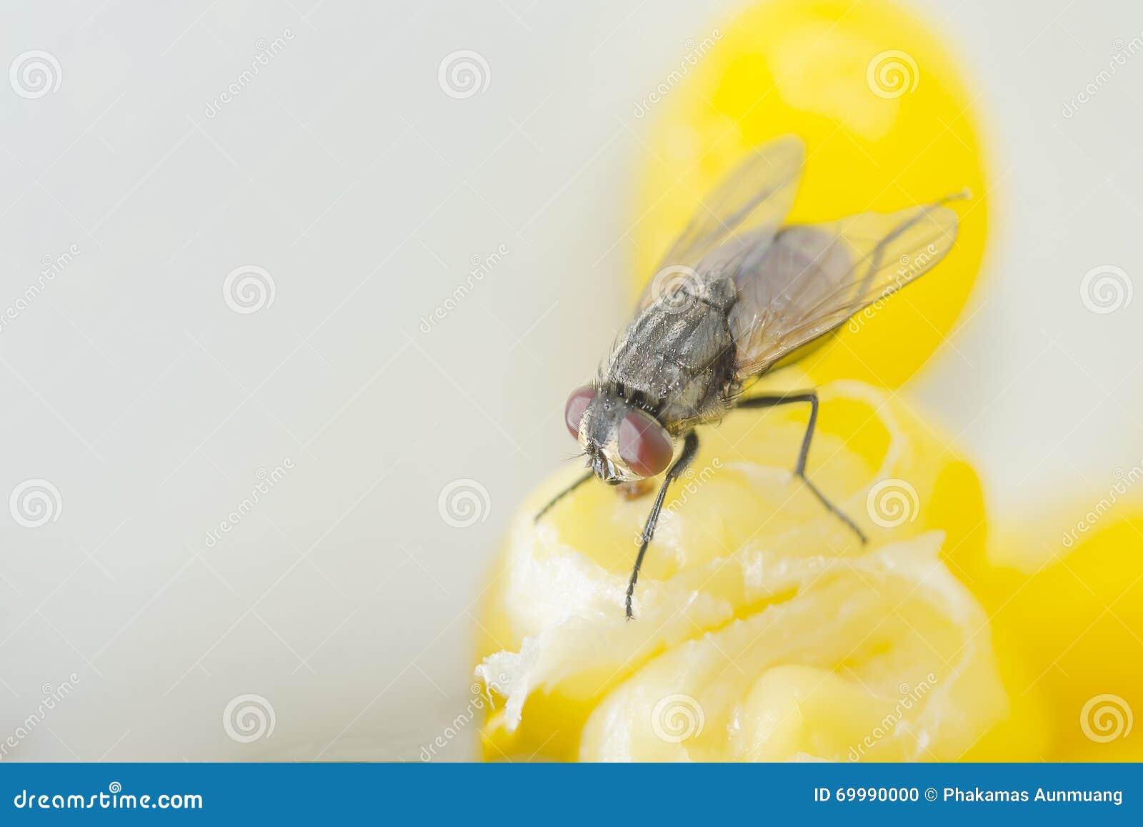 Fly on food stock photo. Image of yellow, white, sick 69990000